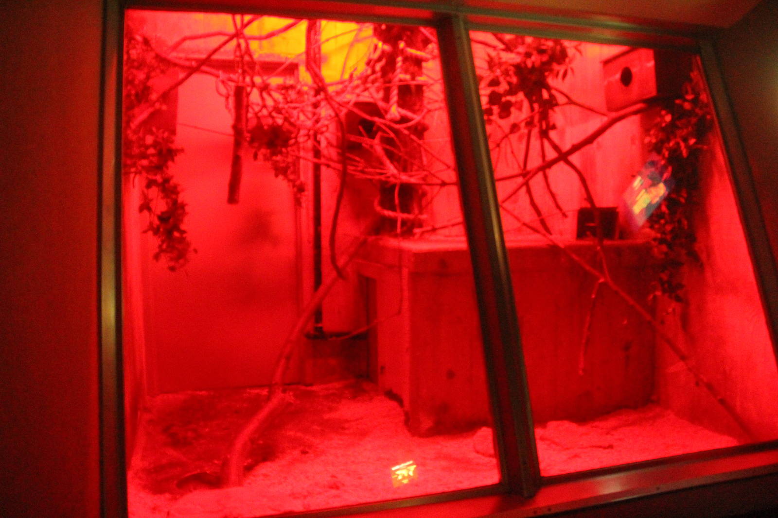 Aug. 2016 - Primates + Cats and Aquatics - Potto Exhibit