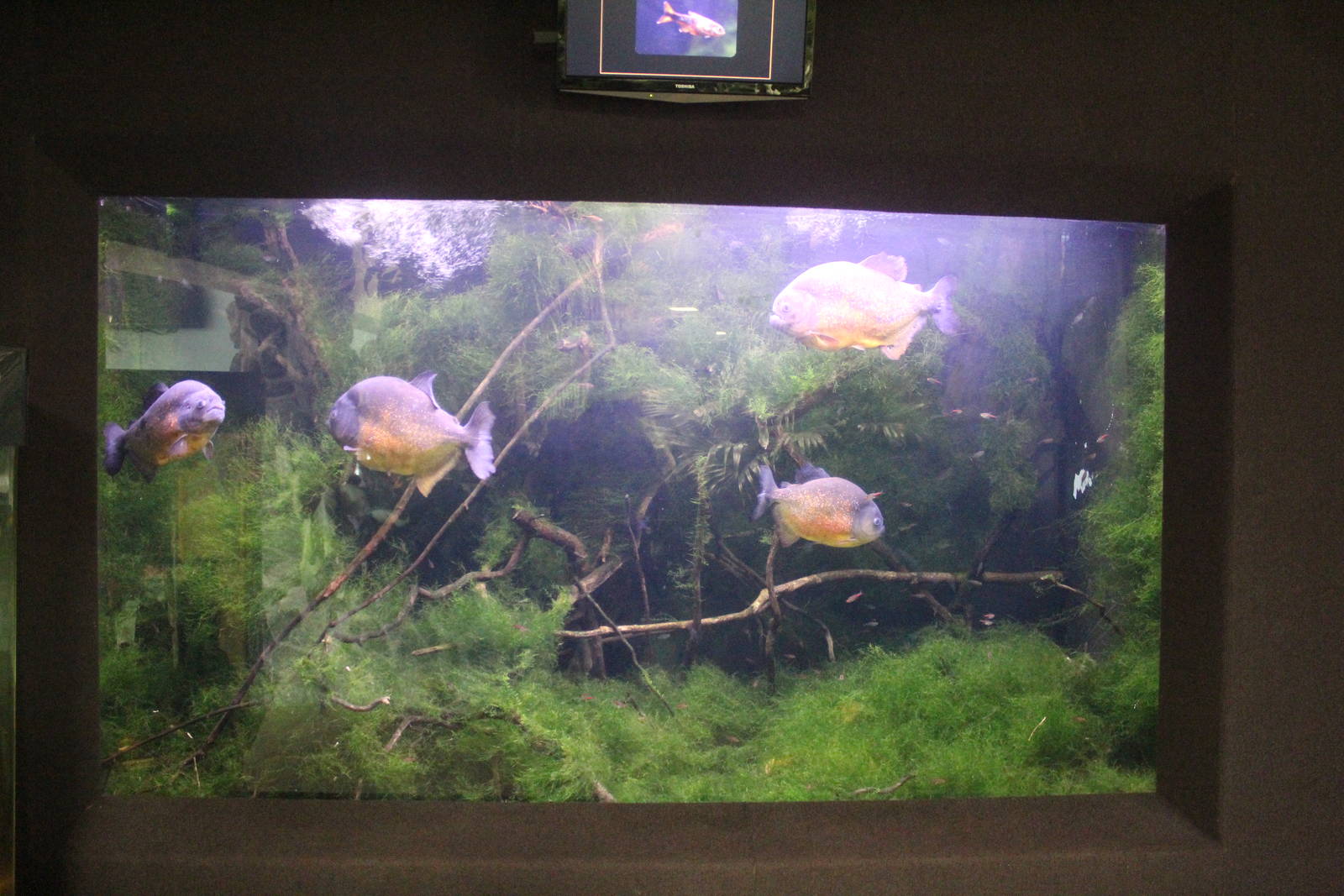 Aug. 2016 - Primates + Cats and Aquatics - Red-bellied Piranha