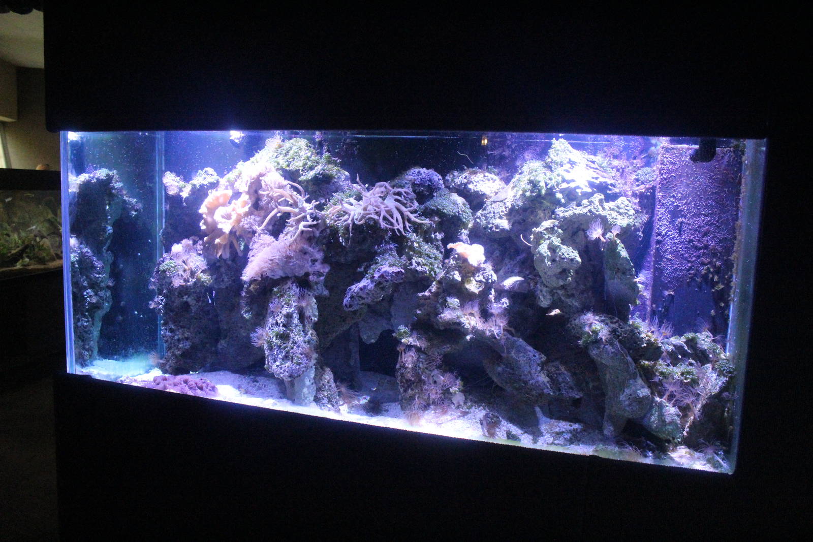 Aug. 2016 - Primates + Cats and Aquatics - Stonefish Tank