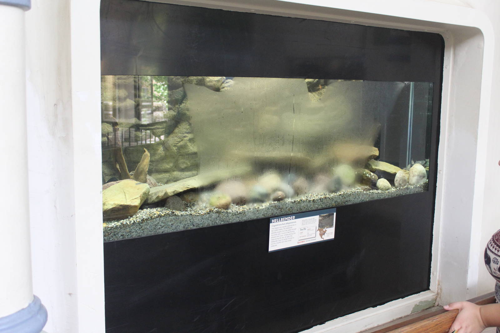 Aug. 2016 - Reptile House - New Hellbender Exhibit