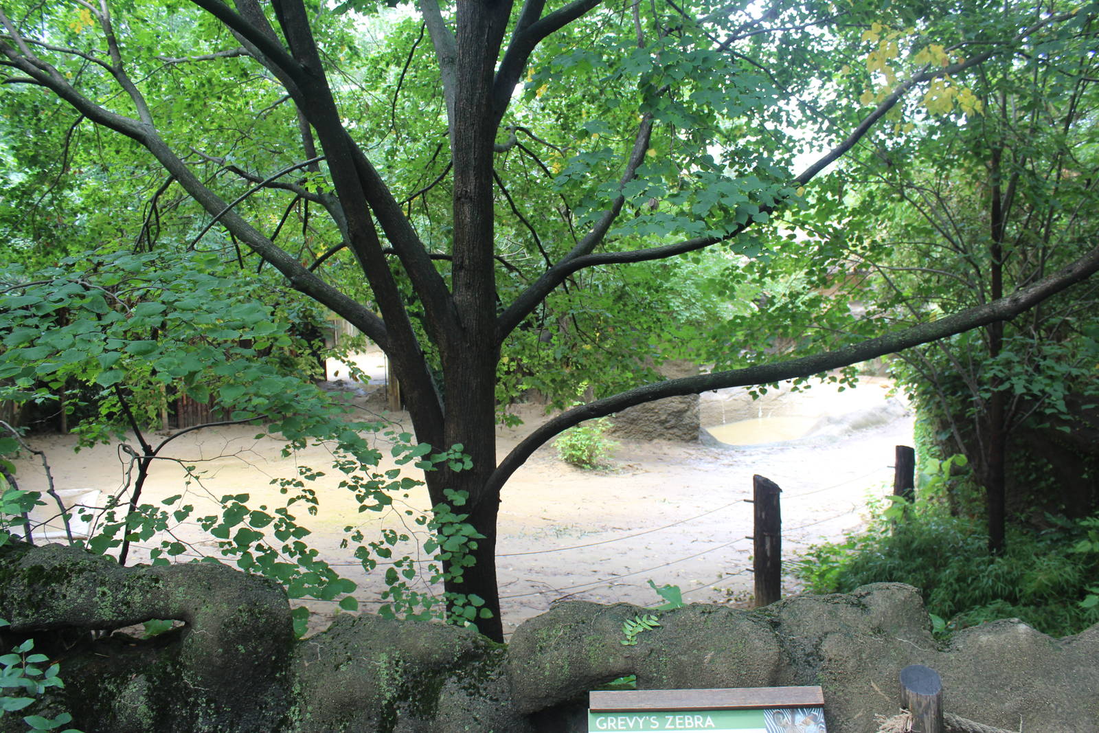 Aug. 2016 - Rhino Reserve - Grevy's Zebra + Ruddy Shelduck Exhibit