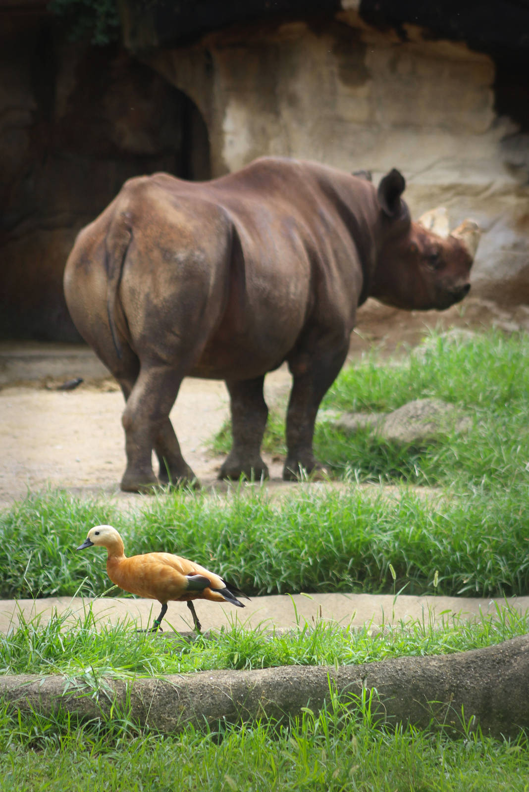 Aug. 2016 - Rhino Reserve - Ruddy Shelduck and Kifaru