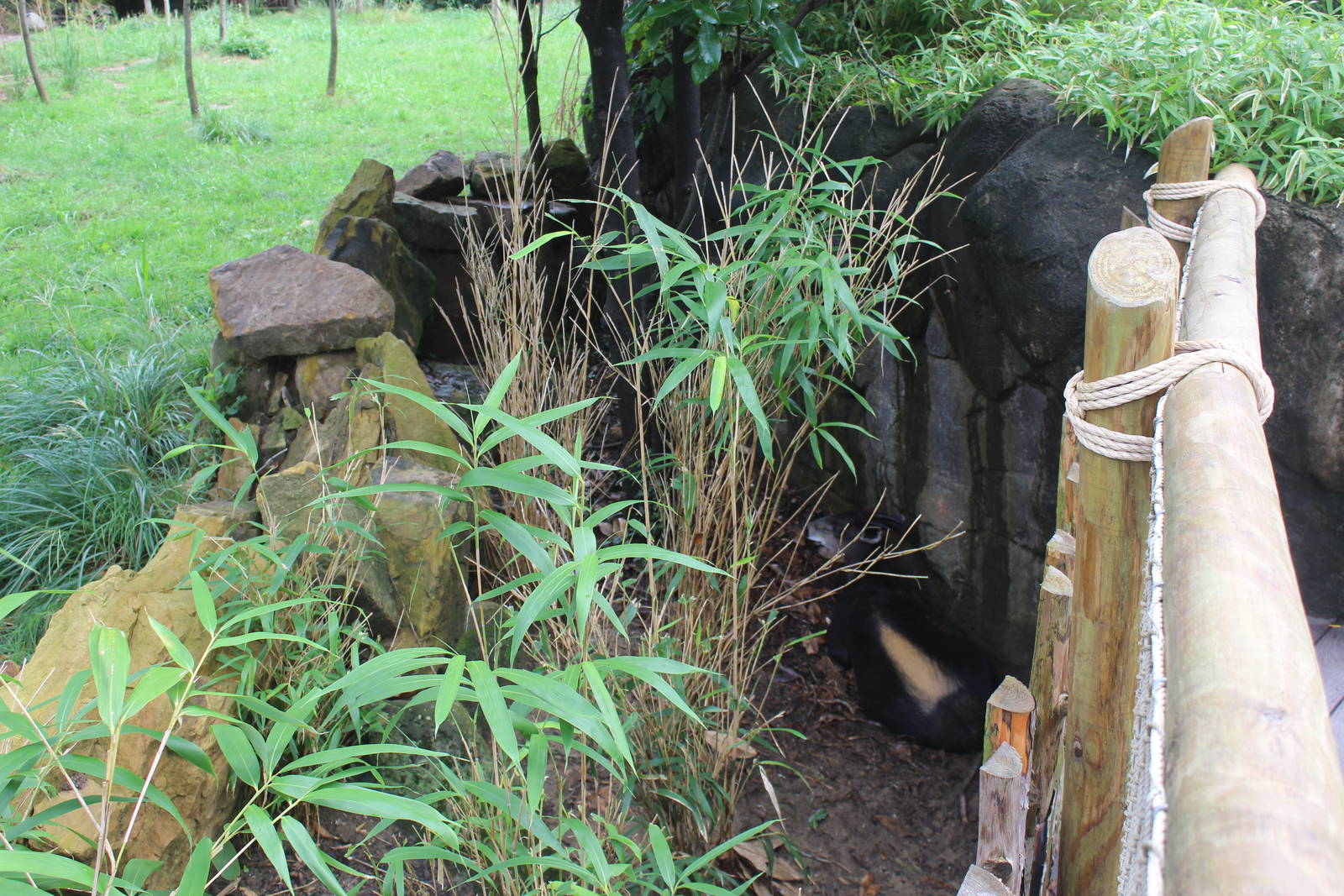 Aug. 2016 - Rhino Reserve - Yellow-backed Duiker between fences