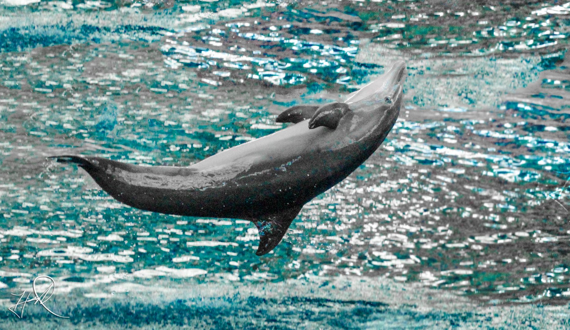 Aug. 2016 - Seven Seas - Dolphin Show