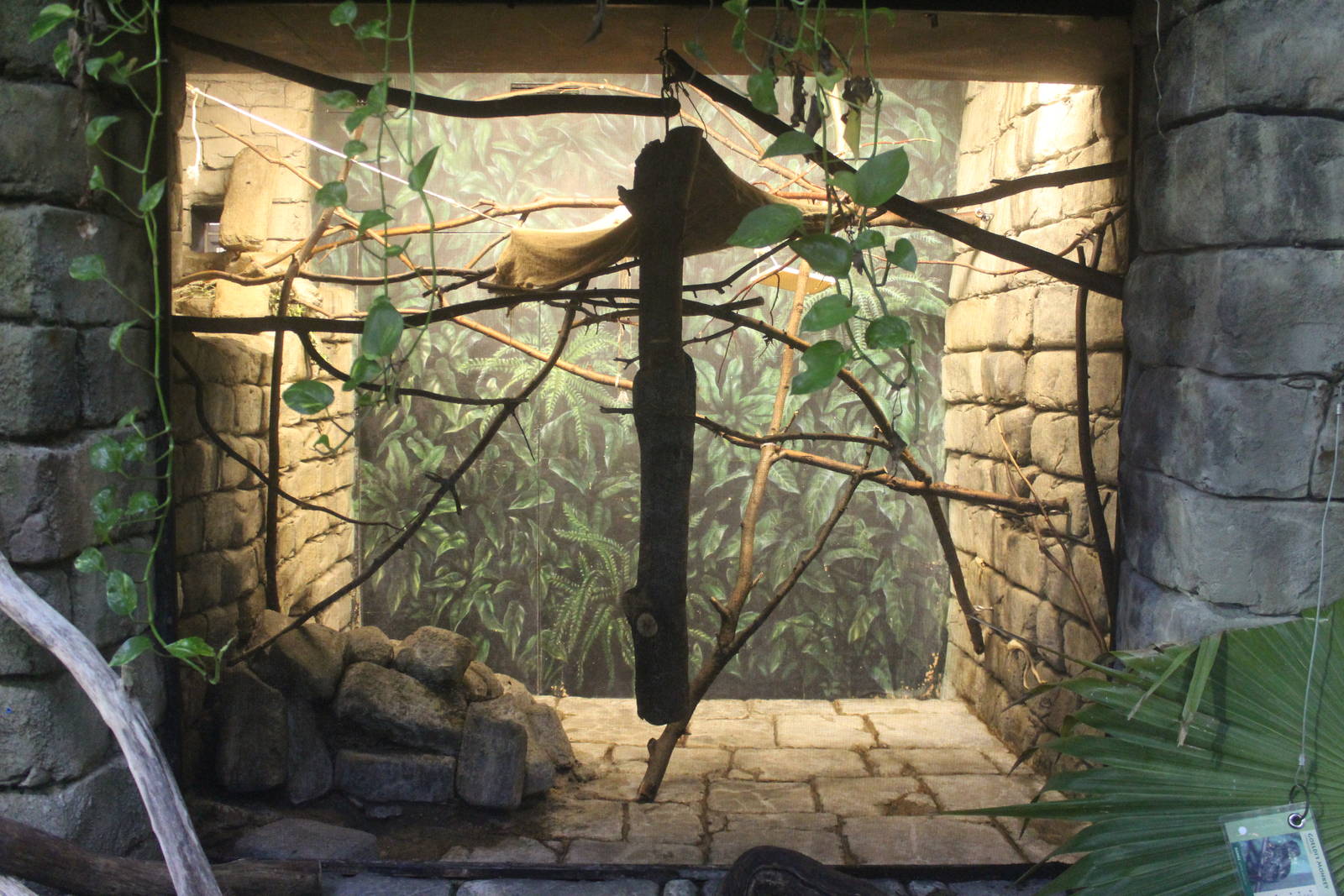 Aug. 2016 - The Rain Forest - Goeldi's Monkey Exhibit