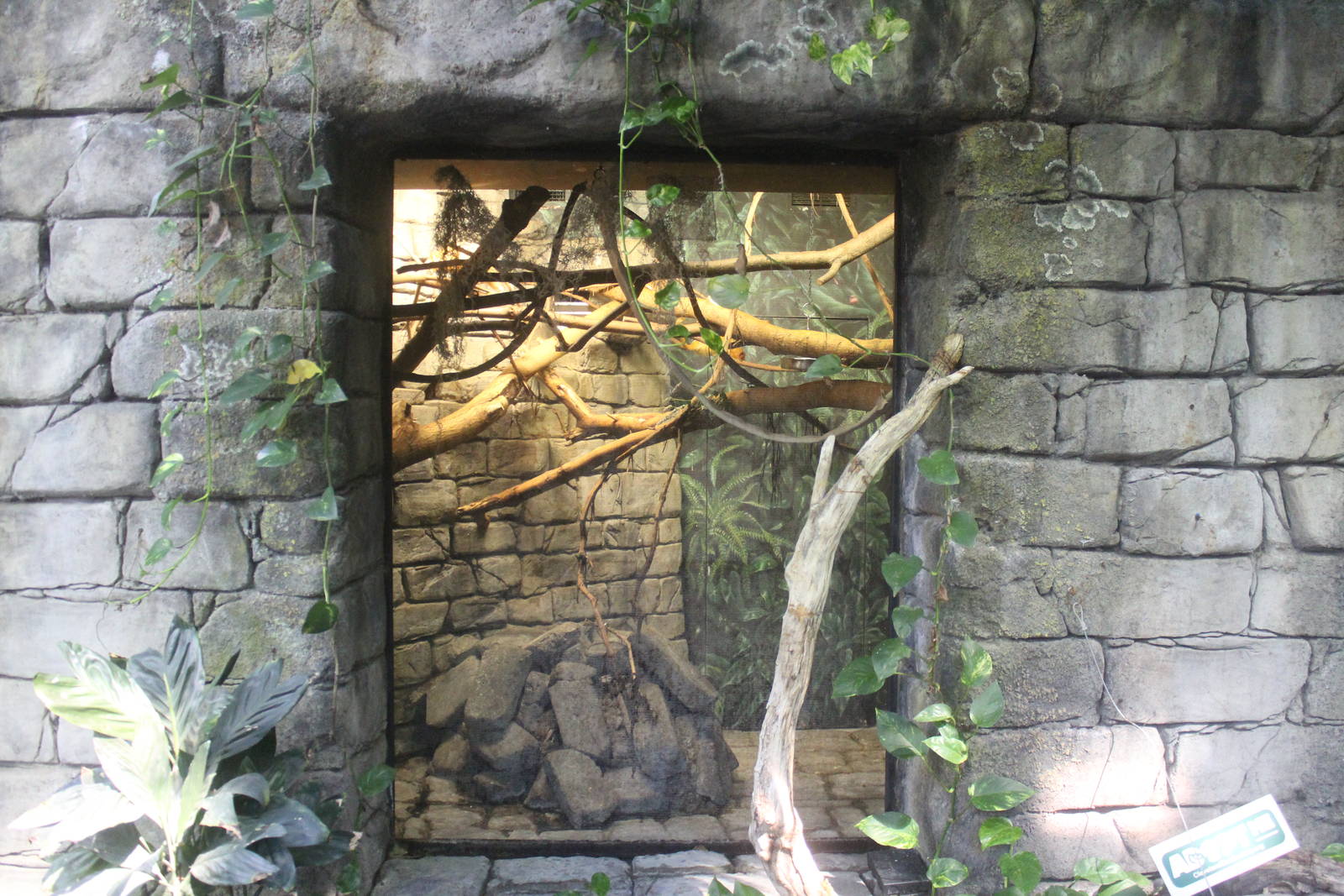 Aug. 2016 - The Rain Forest - Golden Lion Tamarin Exhibit