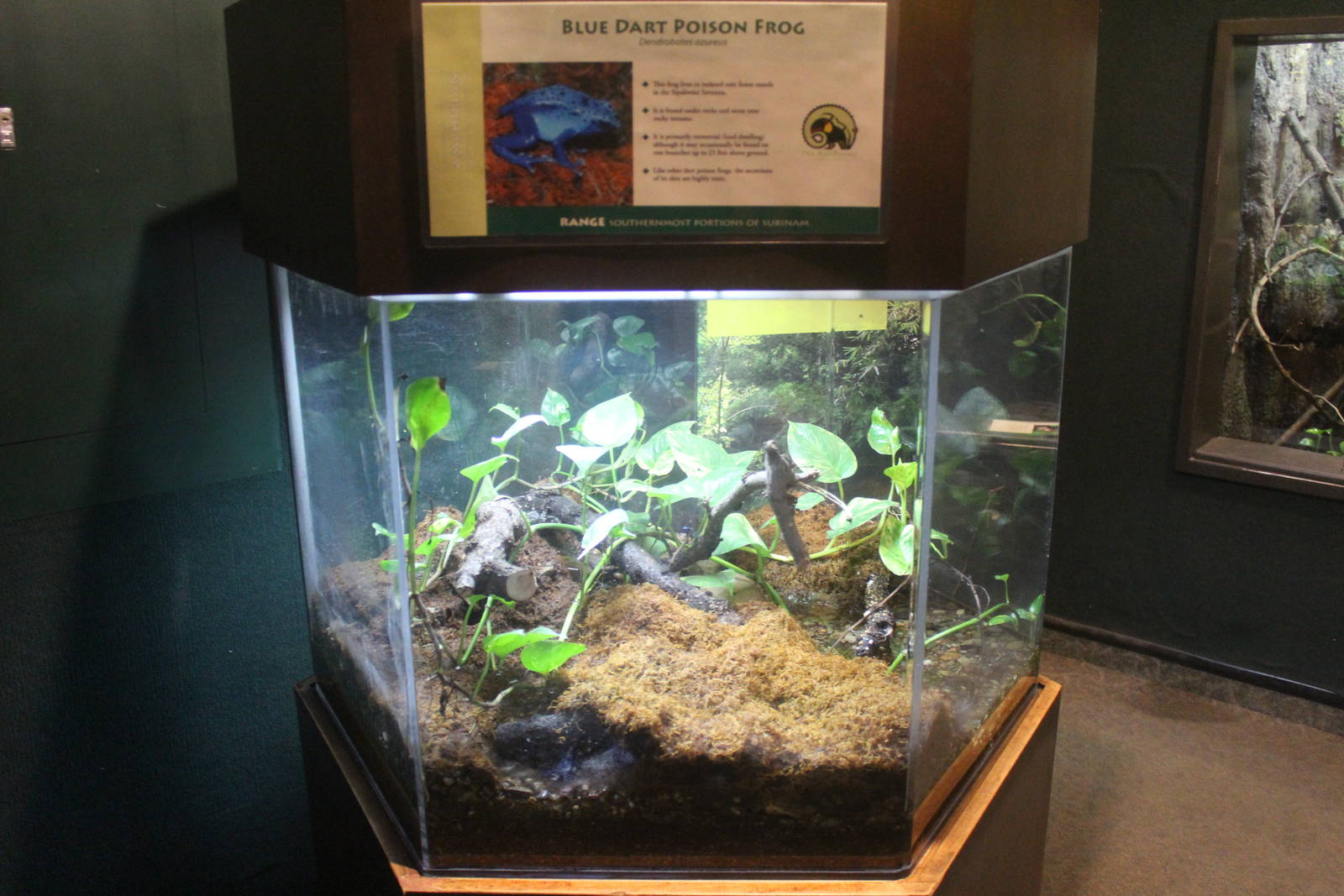 Aug. 2016 - The Rain Forest - Lower Forest - Blue Poison Dart Frog Exhibit