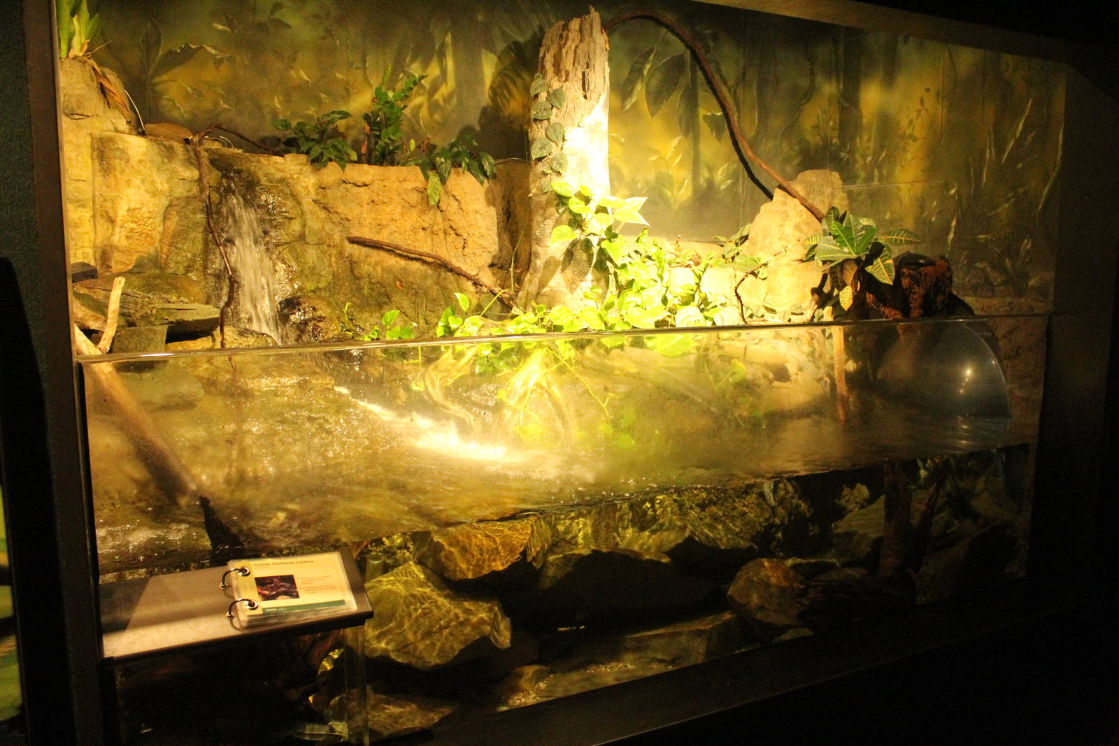 Aug. 2016 - The Rain Forest - Lower Forest - Catfish + Others Exhibit