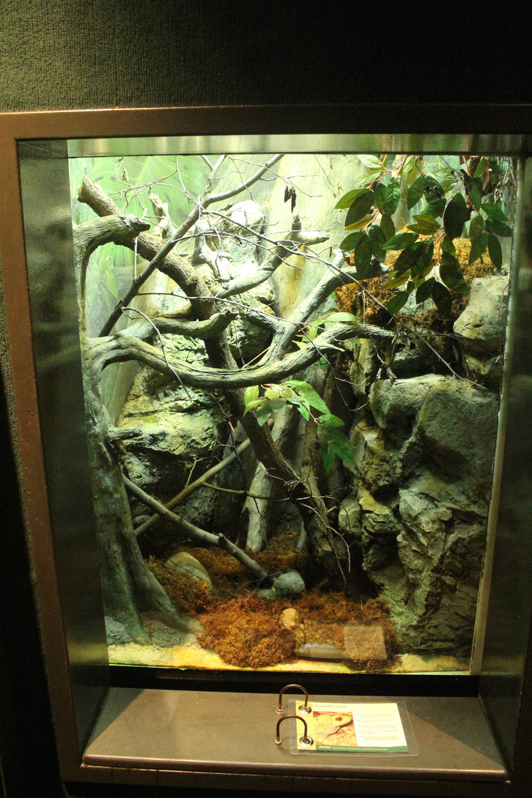 Aug. 2016 - The Rain Forest - Lower Forest - Climbing Toad Exhibit