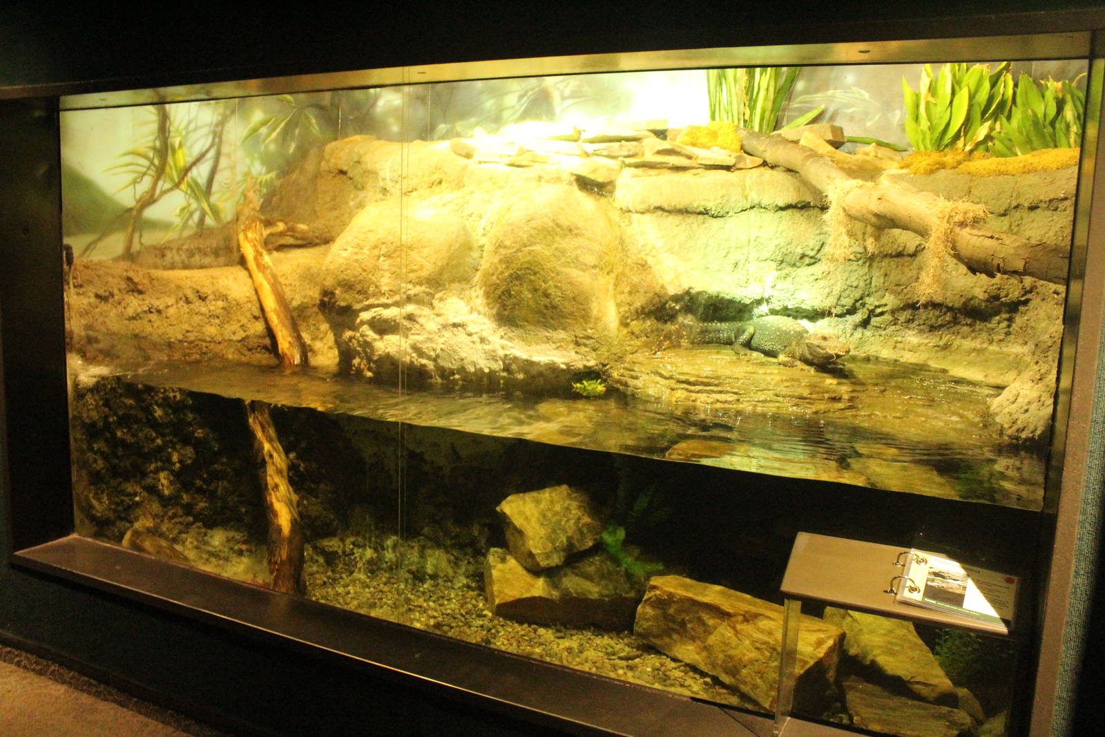 Aug. 2016 - The Rain Forest - Lower Forest - Dwarf Crocodile + Congo Tetra