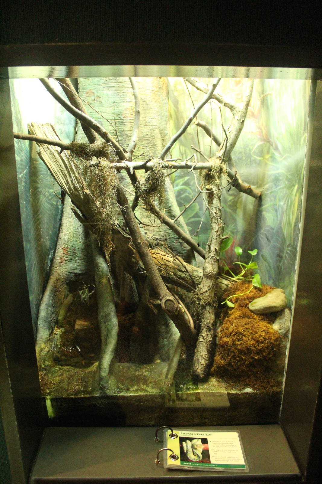 Aug. 2016 - The Rain Forest - Lower Forest - Emerald Tree Boa Exhibit