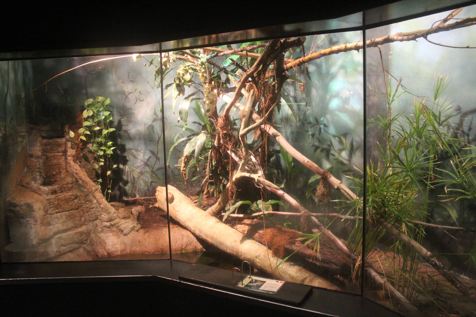 Aug. 2016 - The Rain Forest - Lower Forest - Fiji Island Banded Iguana Exhi