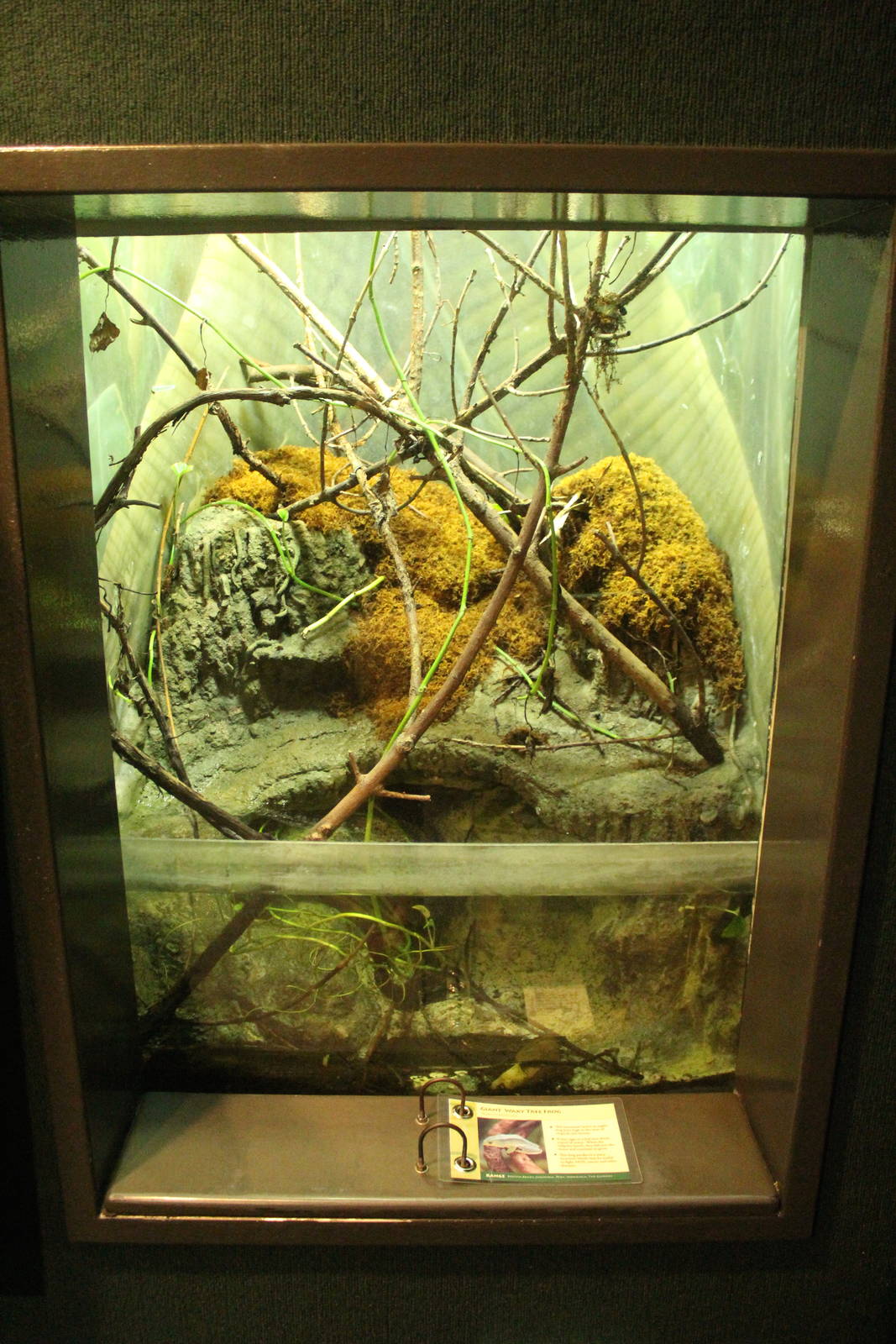 Aug. 2016 - The Rain Forest - Lower Forest - Giant Monkey Waxy Frog Exhibit