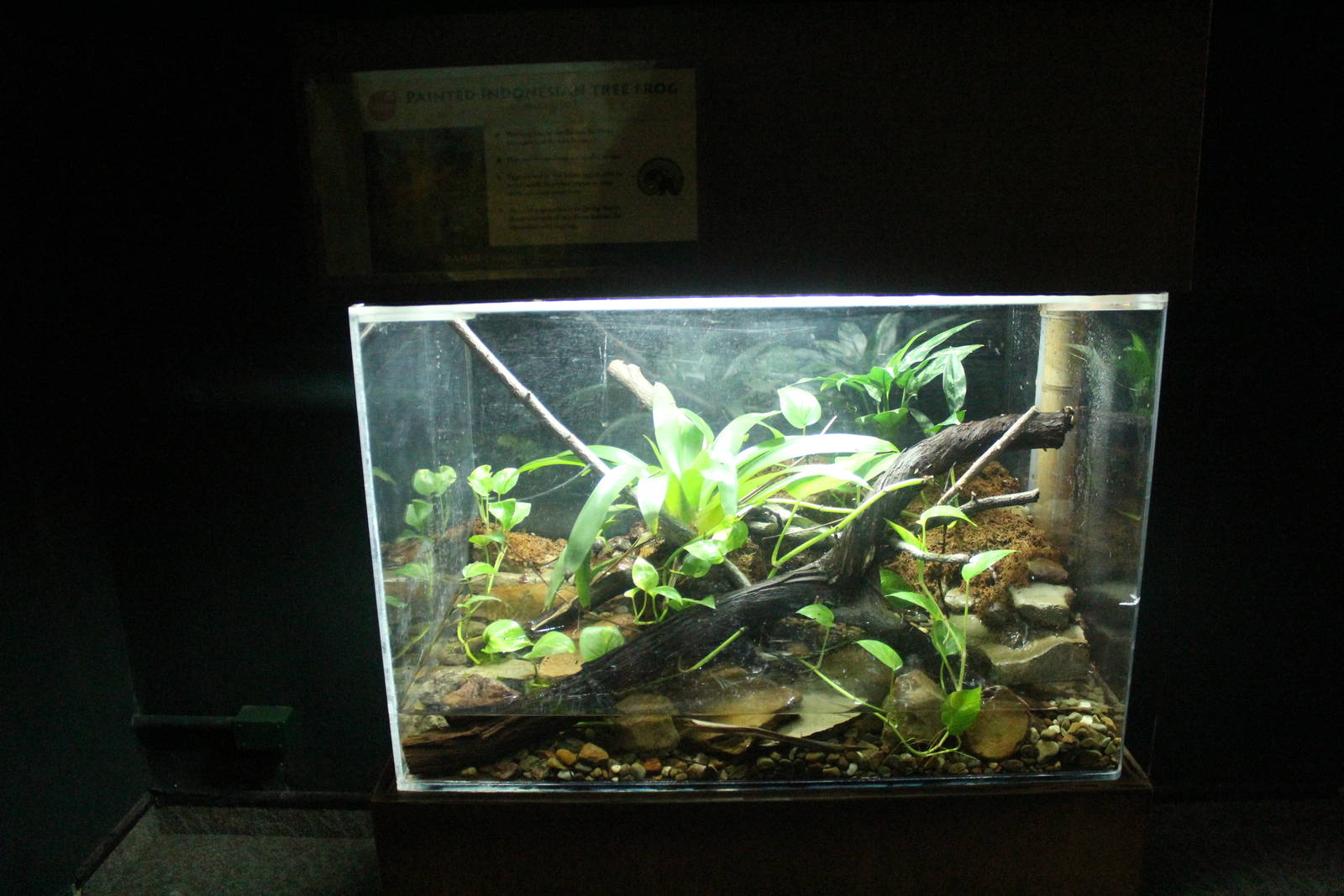 Aug. 2016 - The Rain Forest - Lower Forest - Indonesian Painted Frog Exhibi