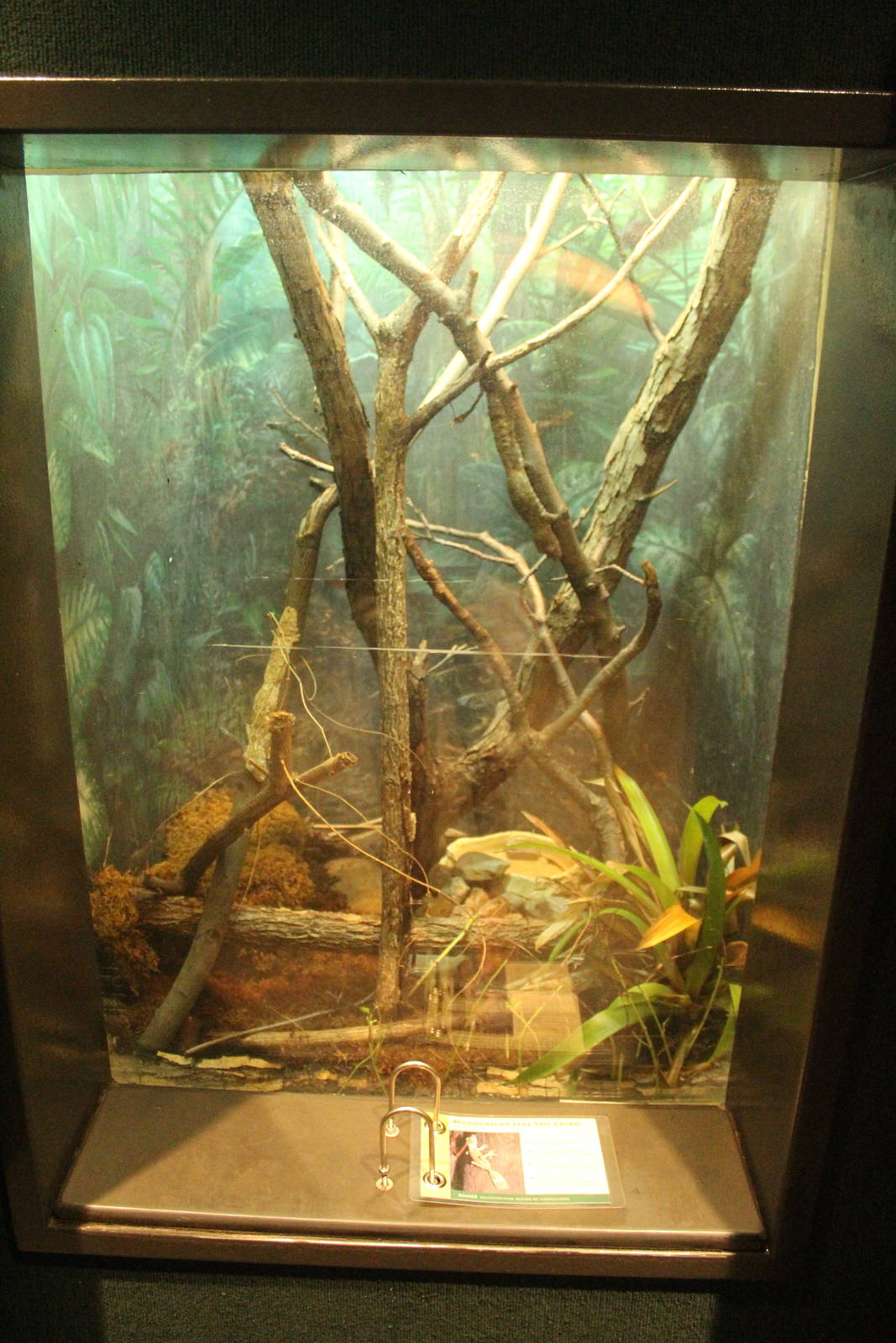 Aug. 2016 - The Rain Forest - Lower Forest - Madagascar Leaf-tailed Gecko E