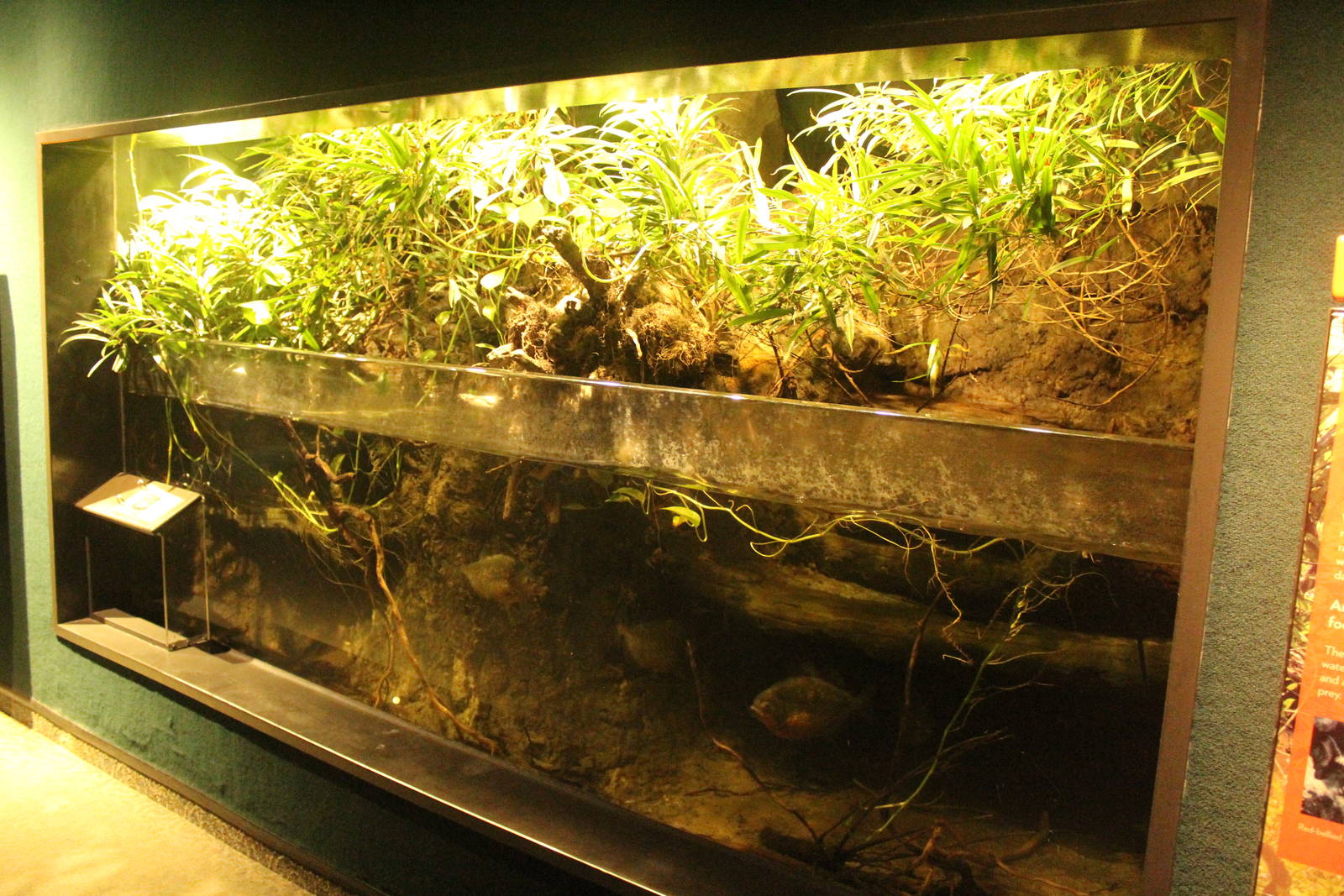 Aug. 2016 - The Rain Forest - Lower Forest - Red-bellied Piranha Exhibit