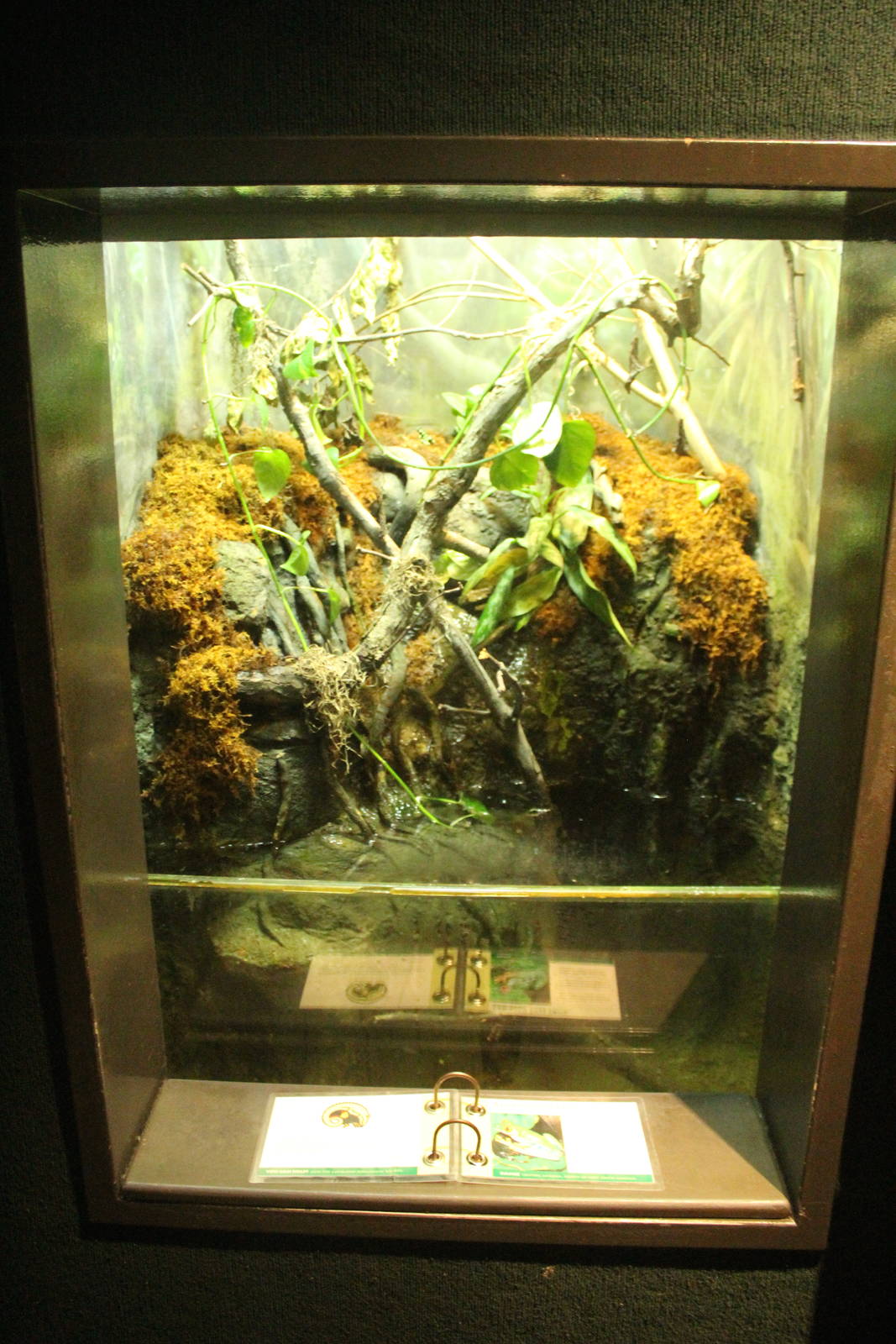 Aug. 2016 - The Rain Forest - Lower Forest - Red Eyed Tree Frog + Green and