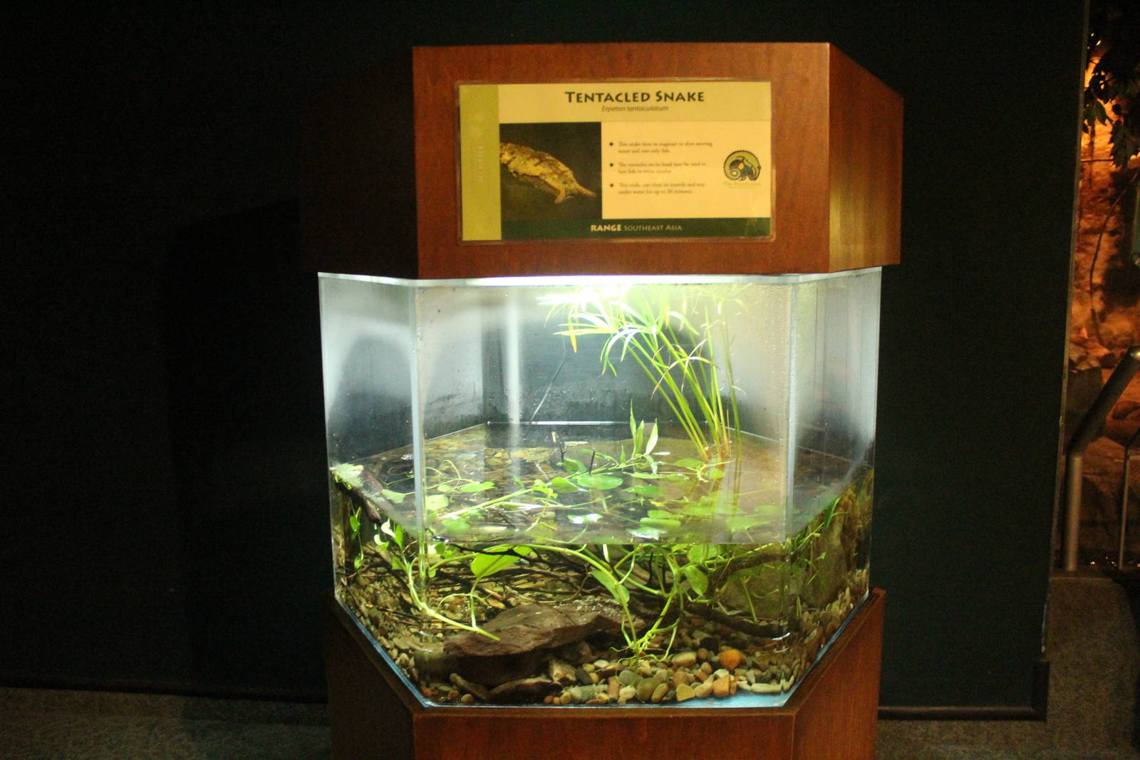 Aug. 2016 - The Rain Forest - Lower Forest - Tentacled Snake Exhibit