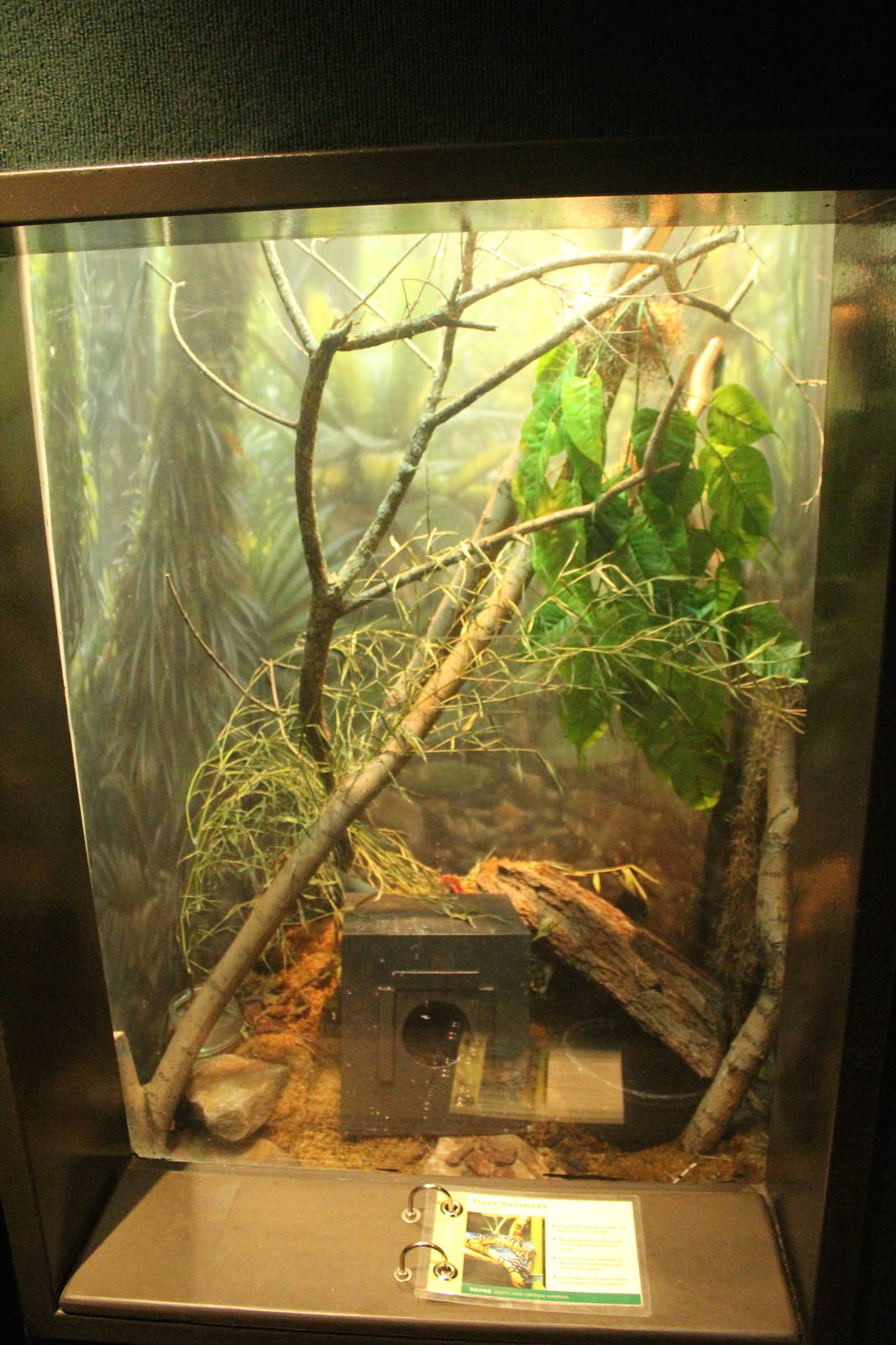 Aug. 2016 - The Rain Forest - Lower Forest - Tiger Rat Snake Exhibit