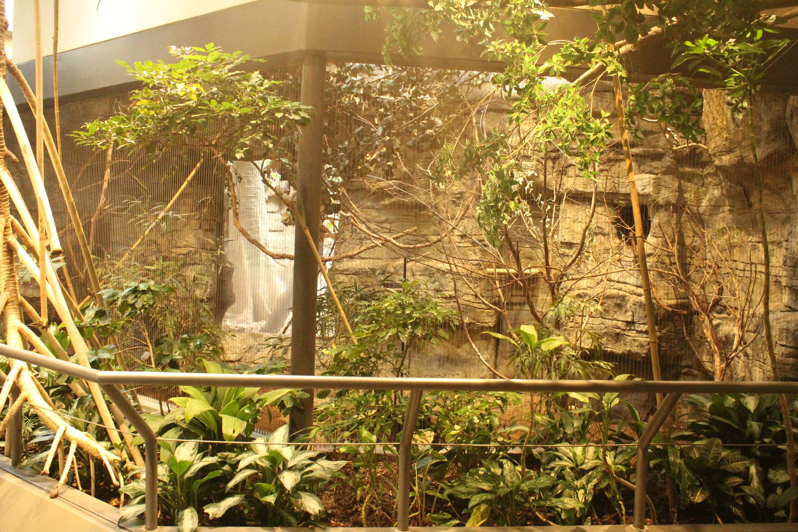 Aug. 2016 - The Rain Forest - Upper Forest - Bali Mynah + Larger Chevrotain