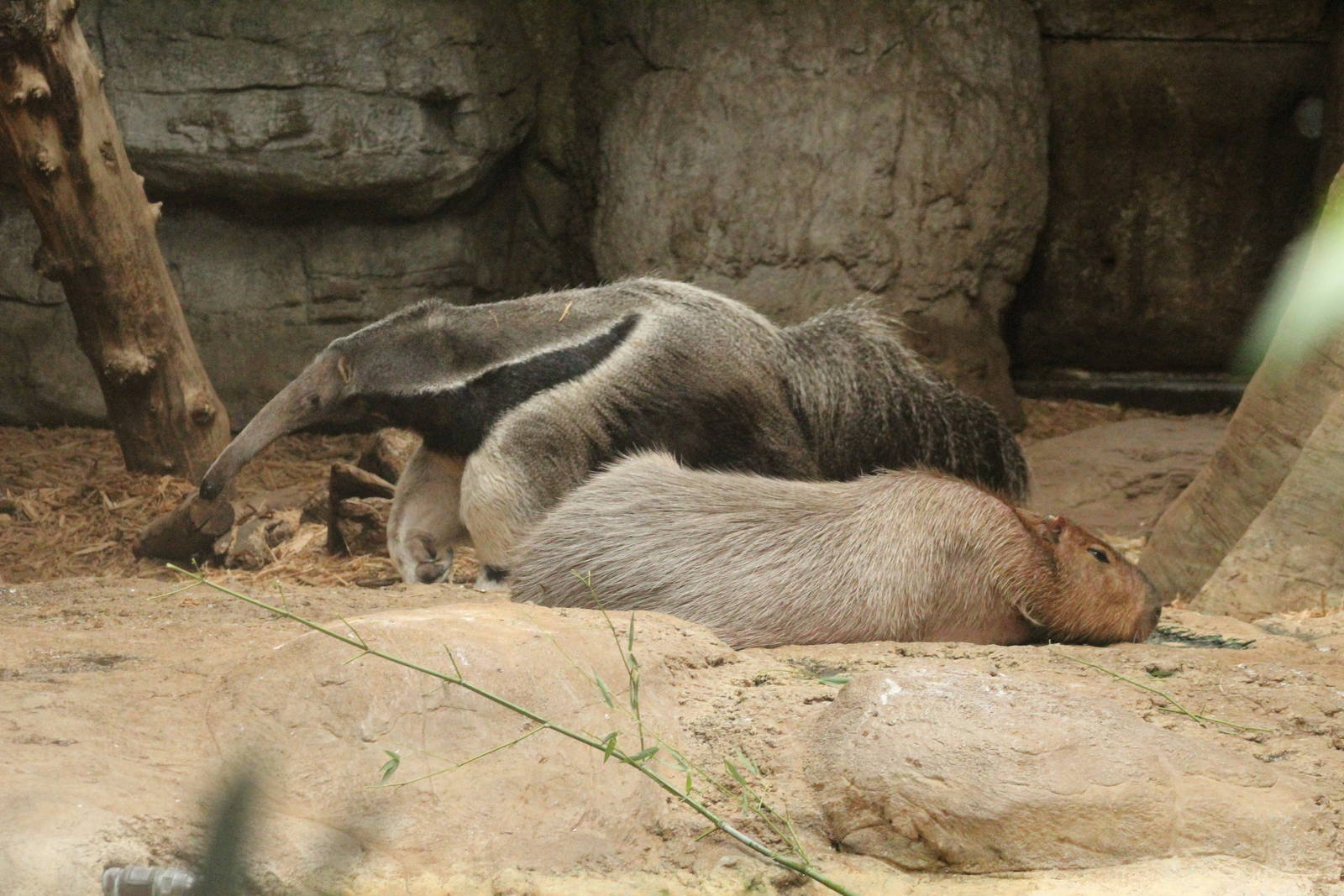 Aug. 2016 - The Rain Forest - Upper Forest - Giant Anteater + Capybara