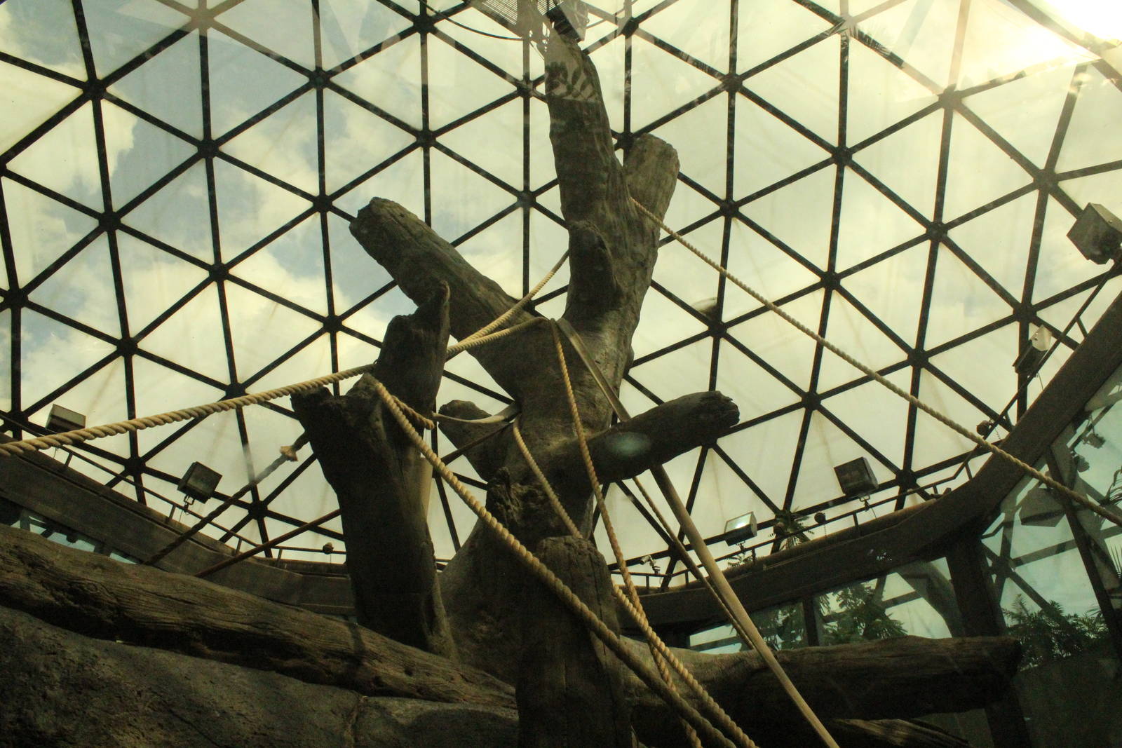 Aug. 2016 - The Rain Forest - Upper Forest - Orangutan Exhibit