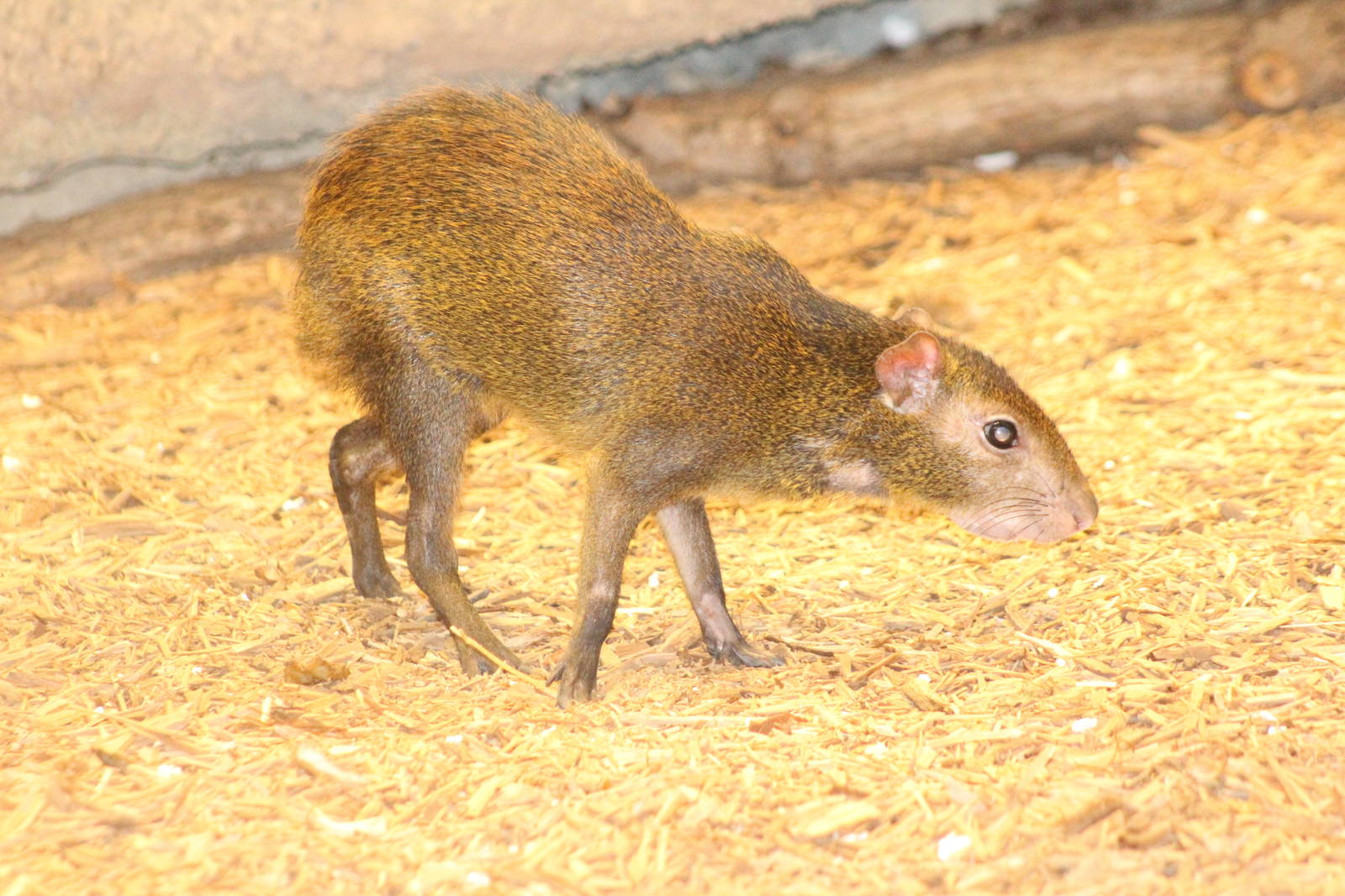 Aug. 2016 - The Rain Forest - Upper Forest - Red-rumped Agouti