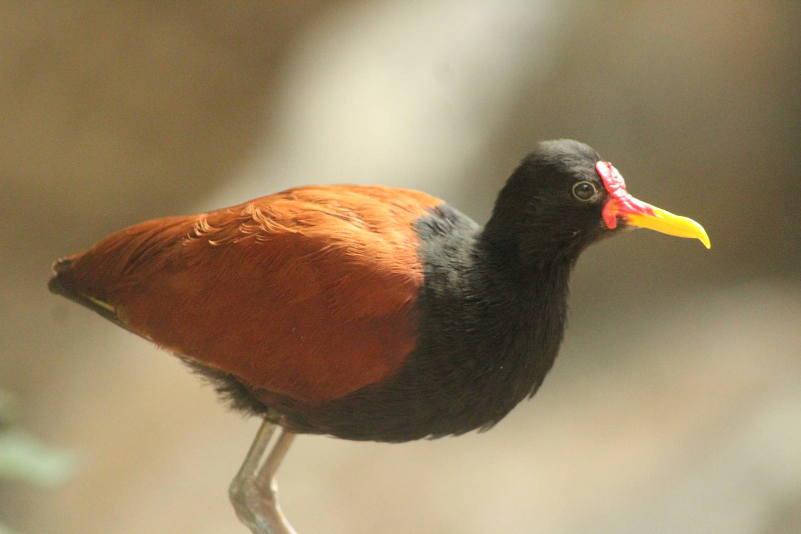 Aug. 2016 - The Rain Forest - Upper Forest - Wattled Jacana