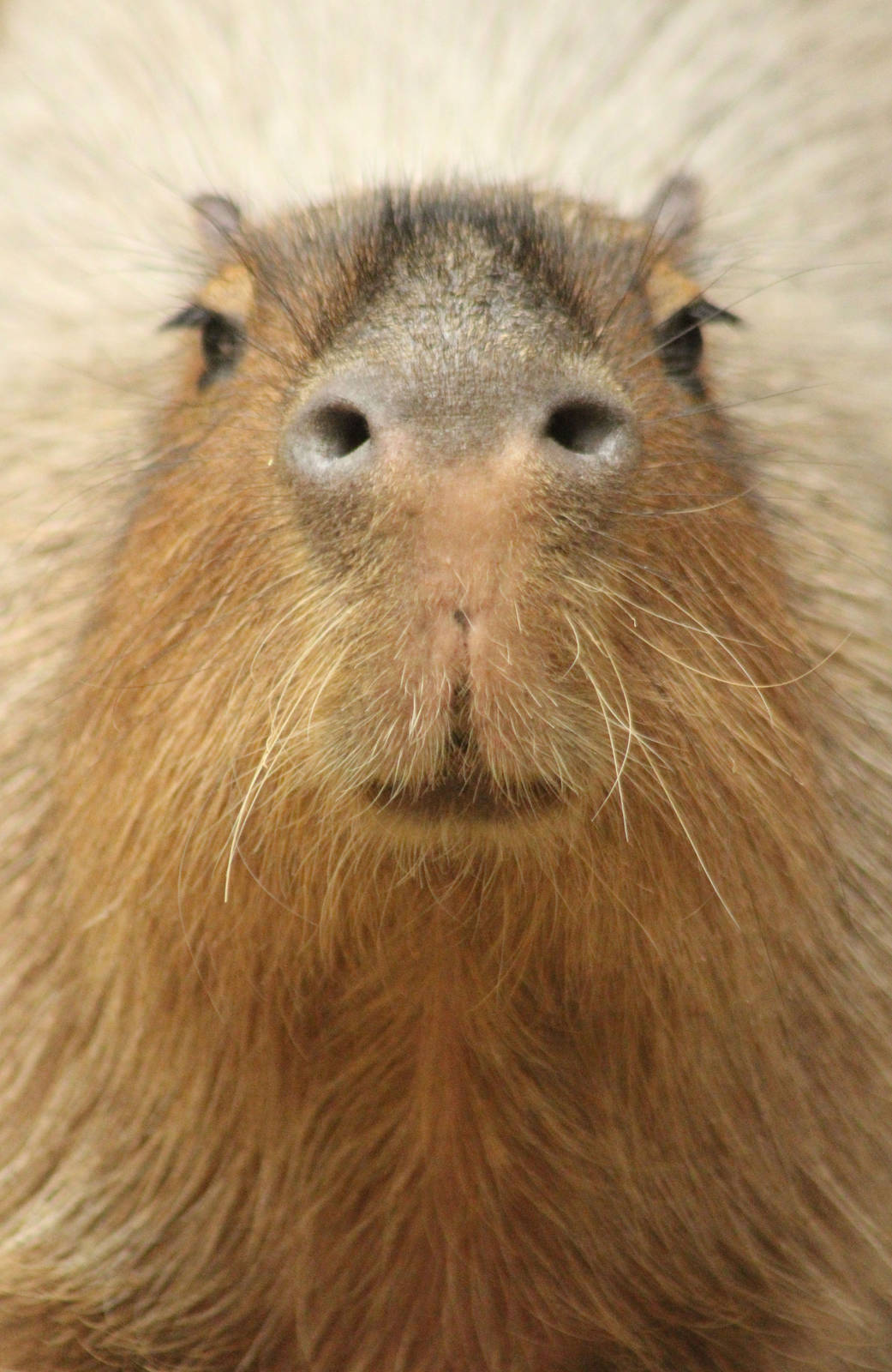 Aug. 2016 - The Rain Forest - Upper Level - Capybara