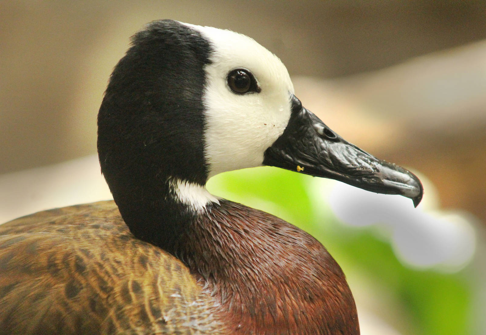 Aug. 2016 - The Rain Forest - White-faced Whistling Duck