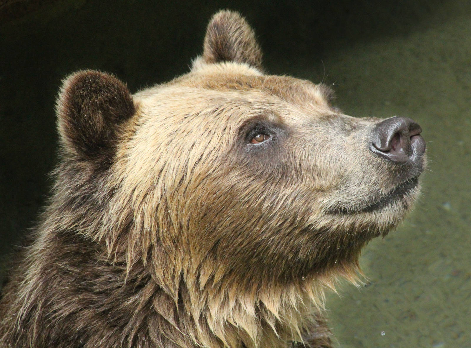 Aug. 2016 - Wilderness Trek - Grizzly Bear