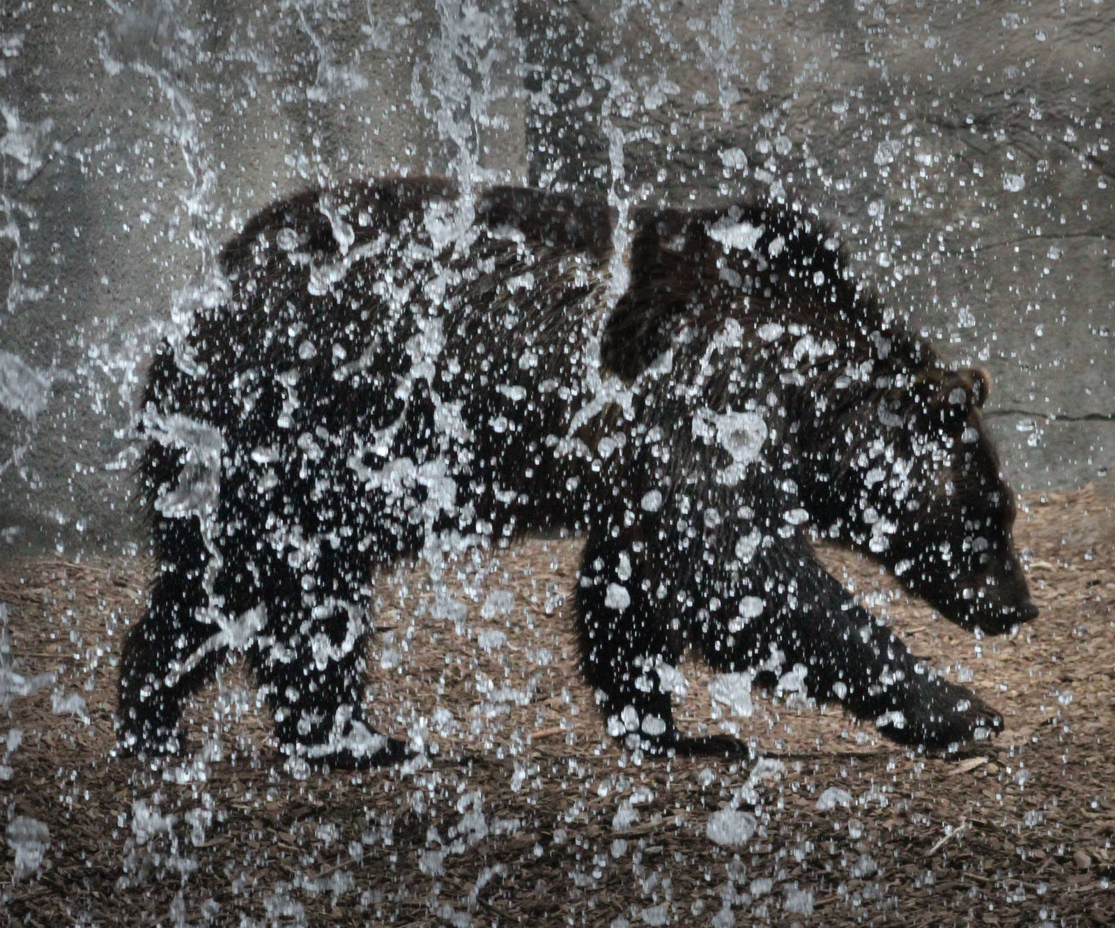 Aug. 2016 - Wilderness Trek - Grizzly Bear