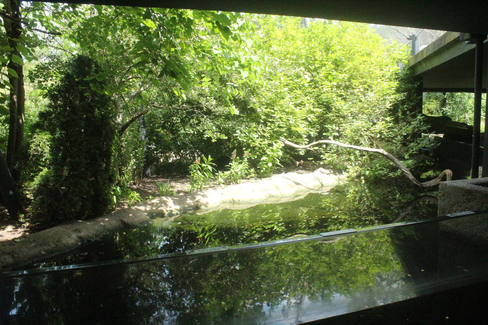 Aug. 2016 - Wilderness Trek - Pheasant + Magpie + Fish Exhibit (12 Species)