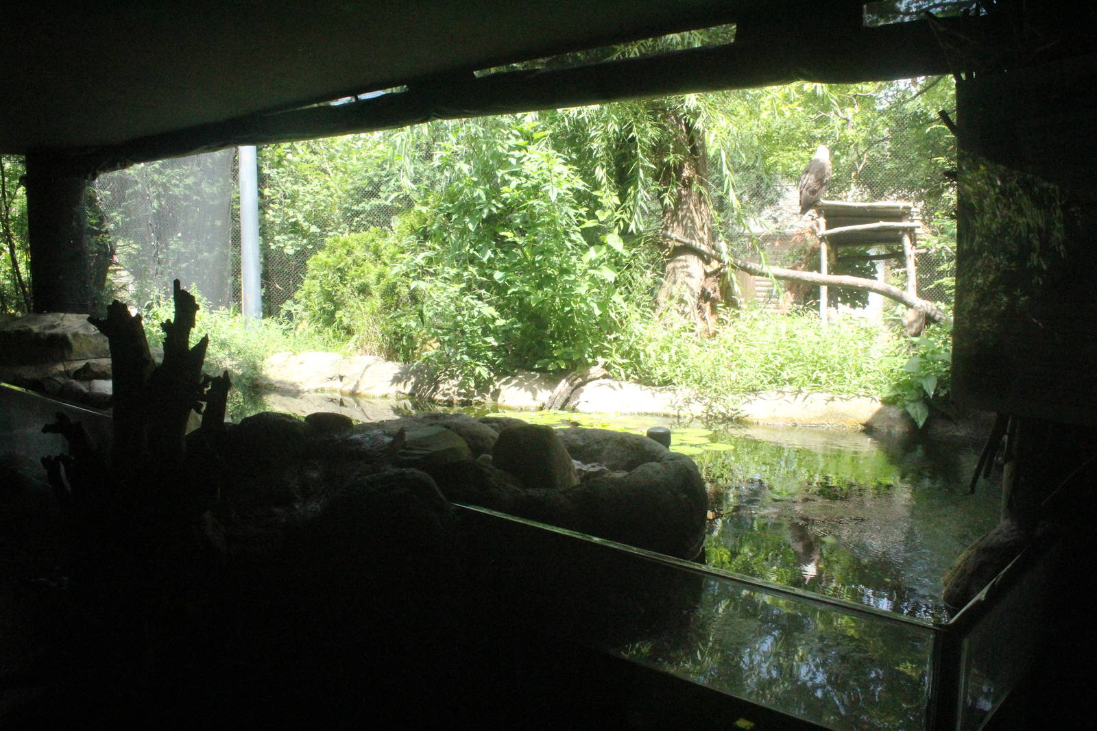 Aug. 2016 - Wilderness Trek - Wolf Lodge - Bald Eagle Exhibit