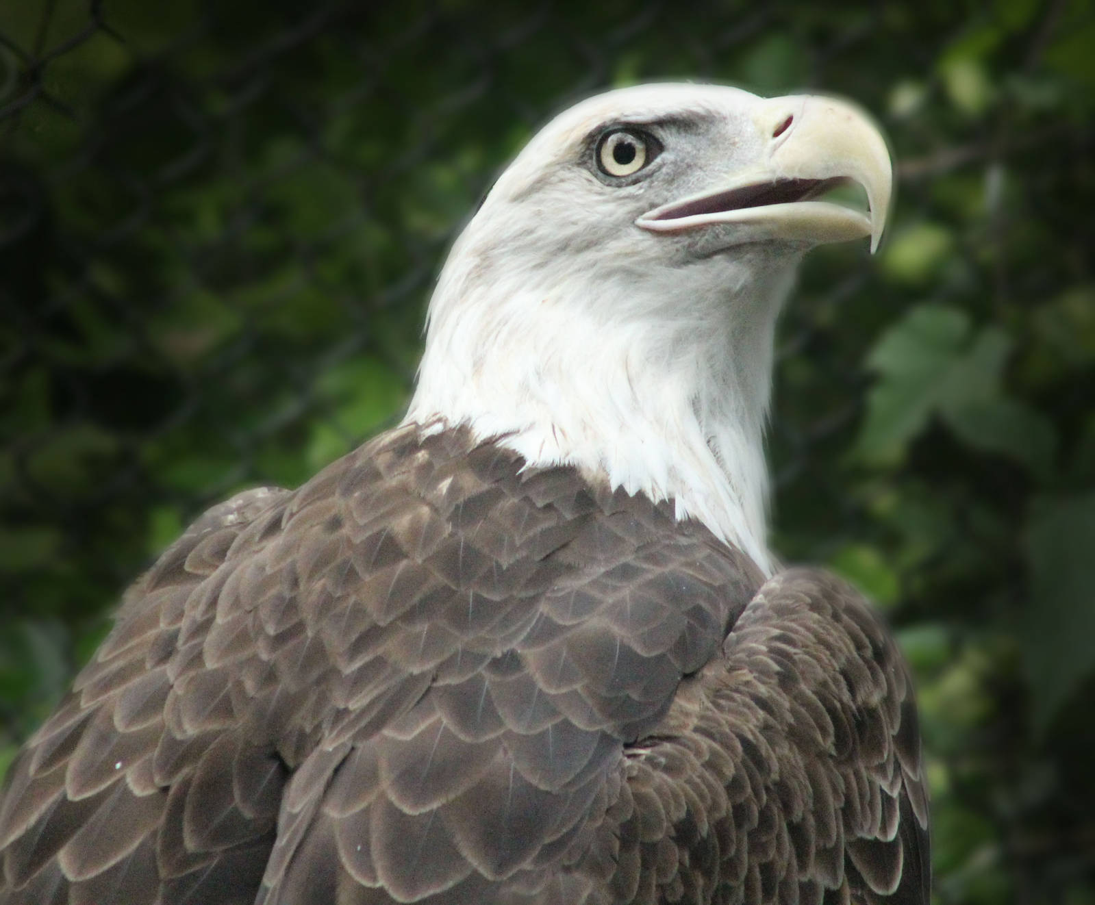 Aug. 2016 - Wilderness Trek - Wolf Lodge - Bald Eagle