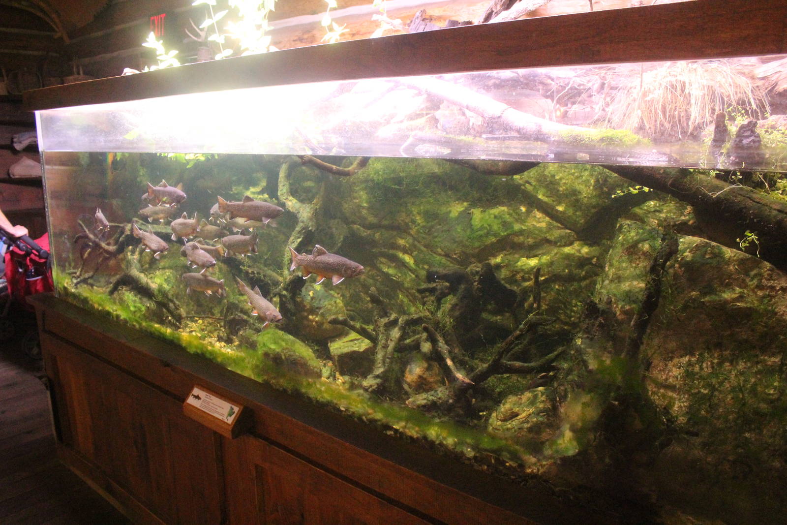 Aug. 2016 - Wilderness Trek - Wolf Lodge - Brown Trout Tank