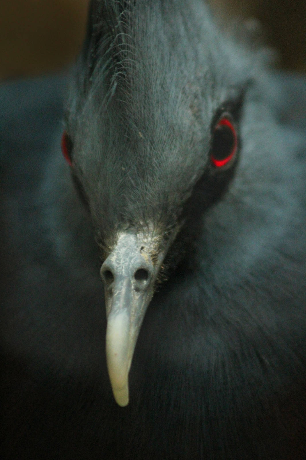 Aug. 2016 - Wings of the World - Victoria Crowned Pigeon