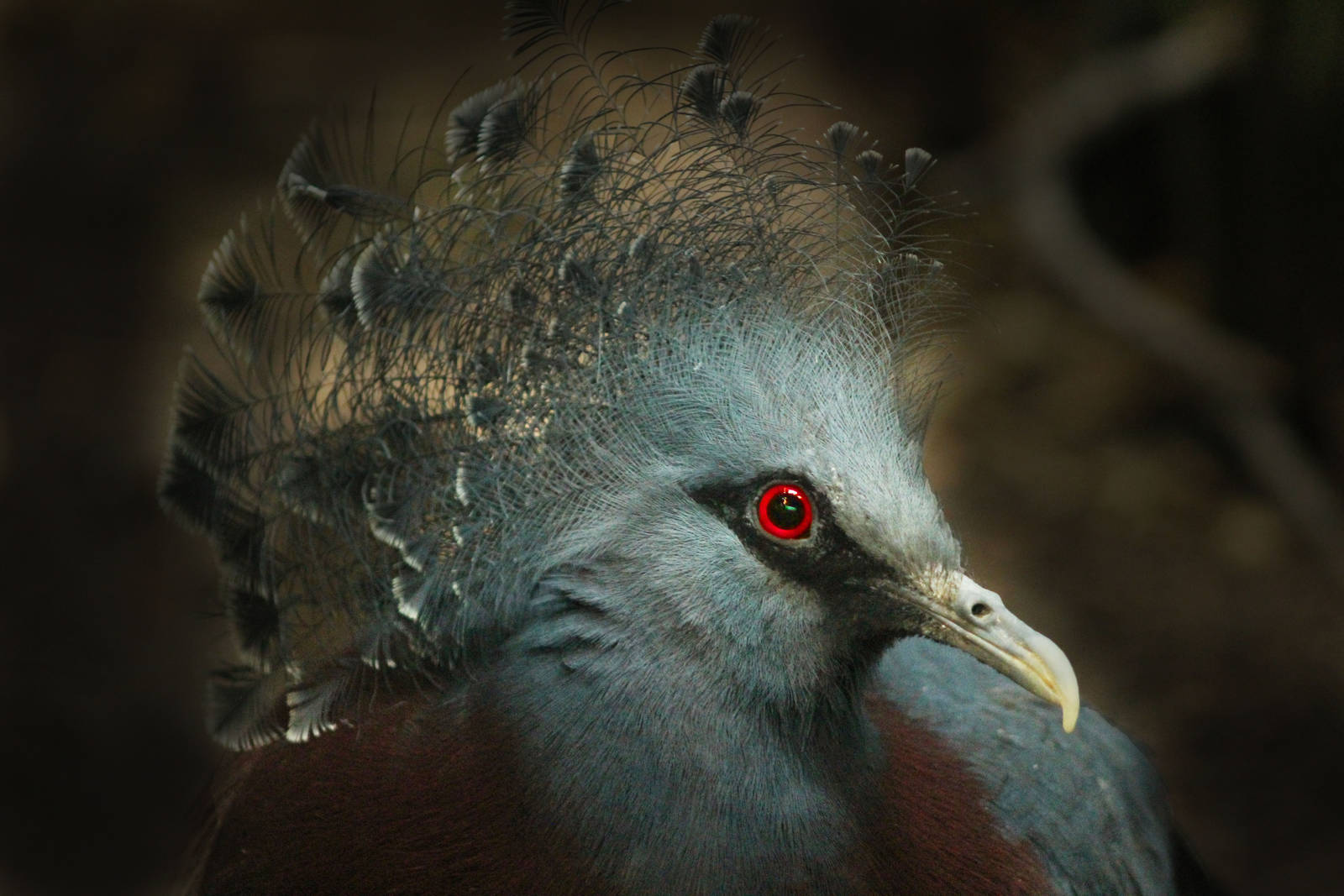 Aug. 2016 - Wings of the World - Victoria Crowned Pigeon