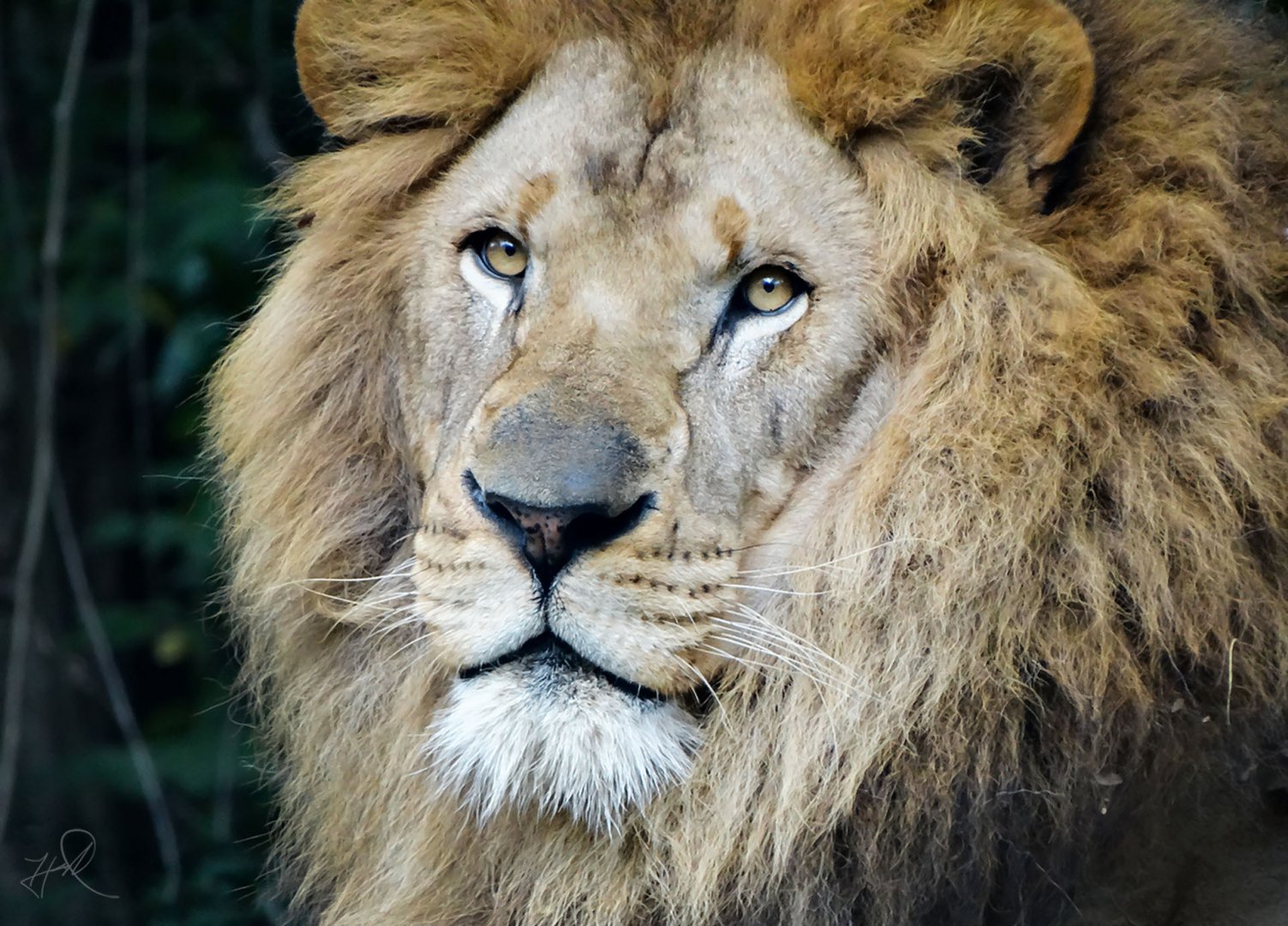 Aug. 2017 - African Savanna - African Lion