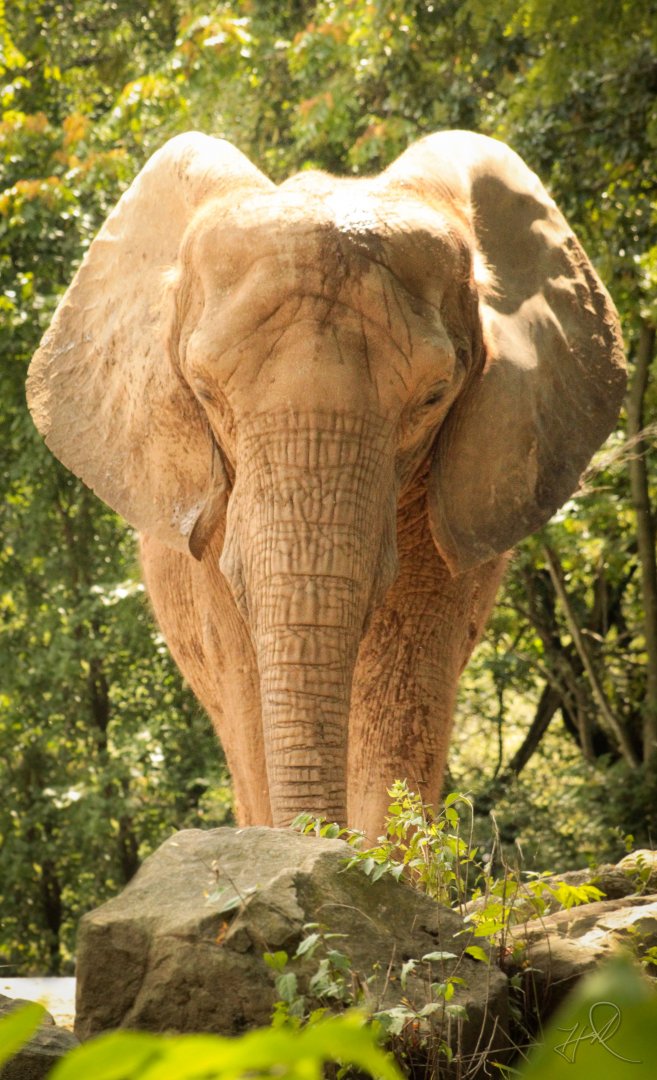 Aug. 2017 - African Savanna - Bush Elephant