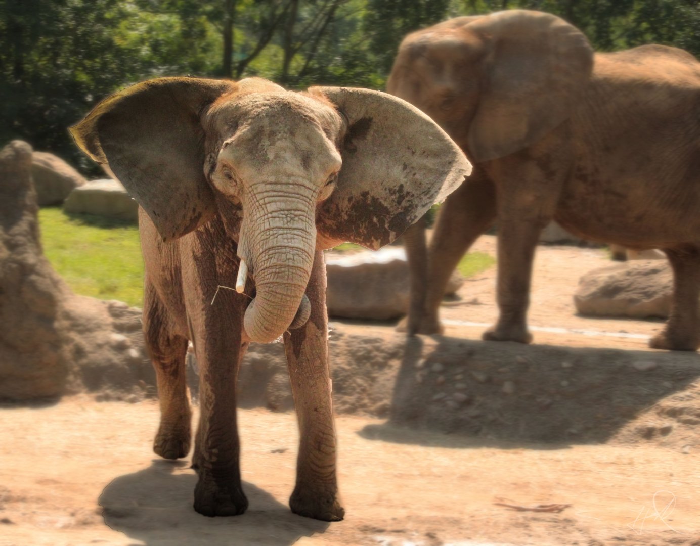 Aug. 2017 - African Savanna - Bush Elephants