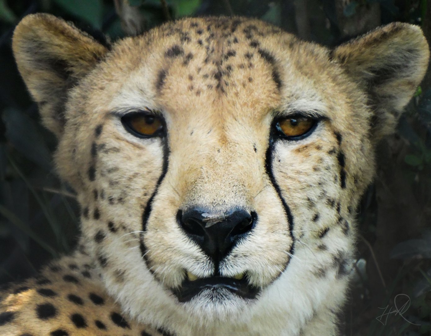 Aug. 2017 - African Savanna - Cheetah
