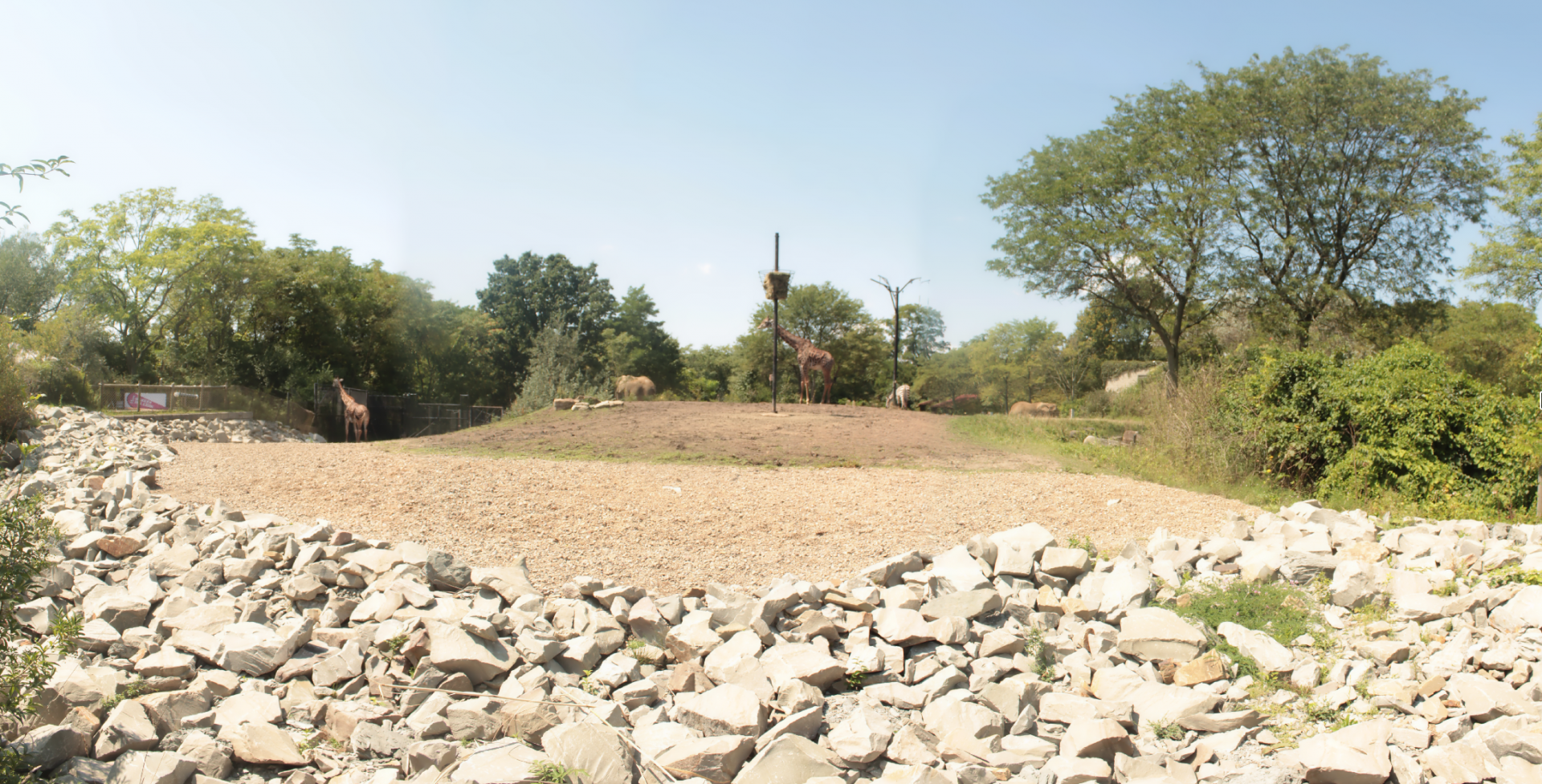 Aug. 2017 - African Savanna - Grant's Zebra/Masai Giraffe Exhibit Panorama