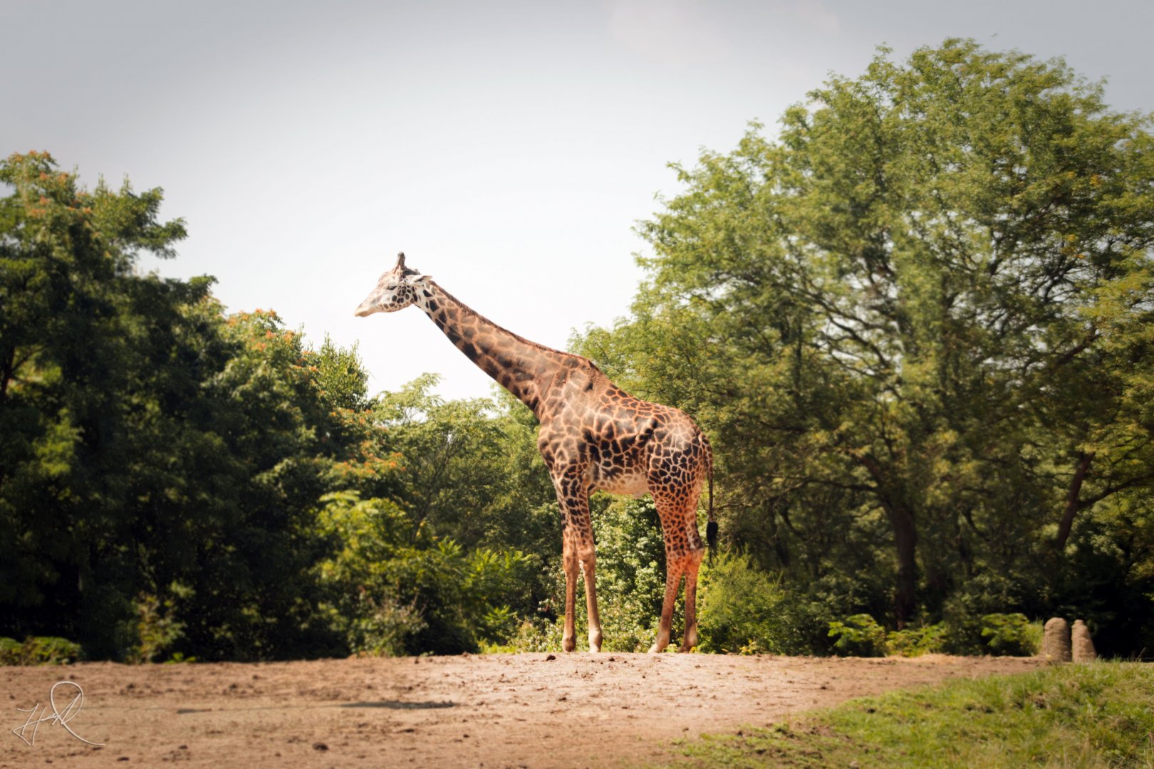 Aug. 2017 - African Savanna - Masai Giraffe