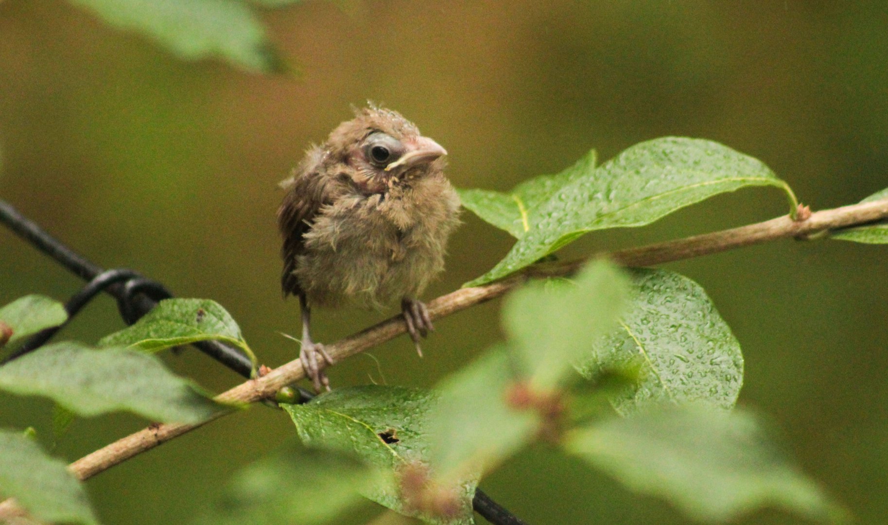 Aug. 2017 - Cardinal Chick Hangining Over The White Lion Exhibit