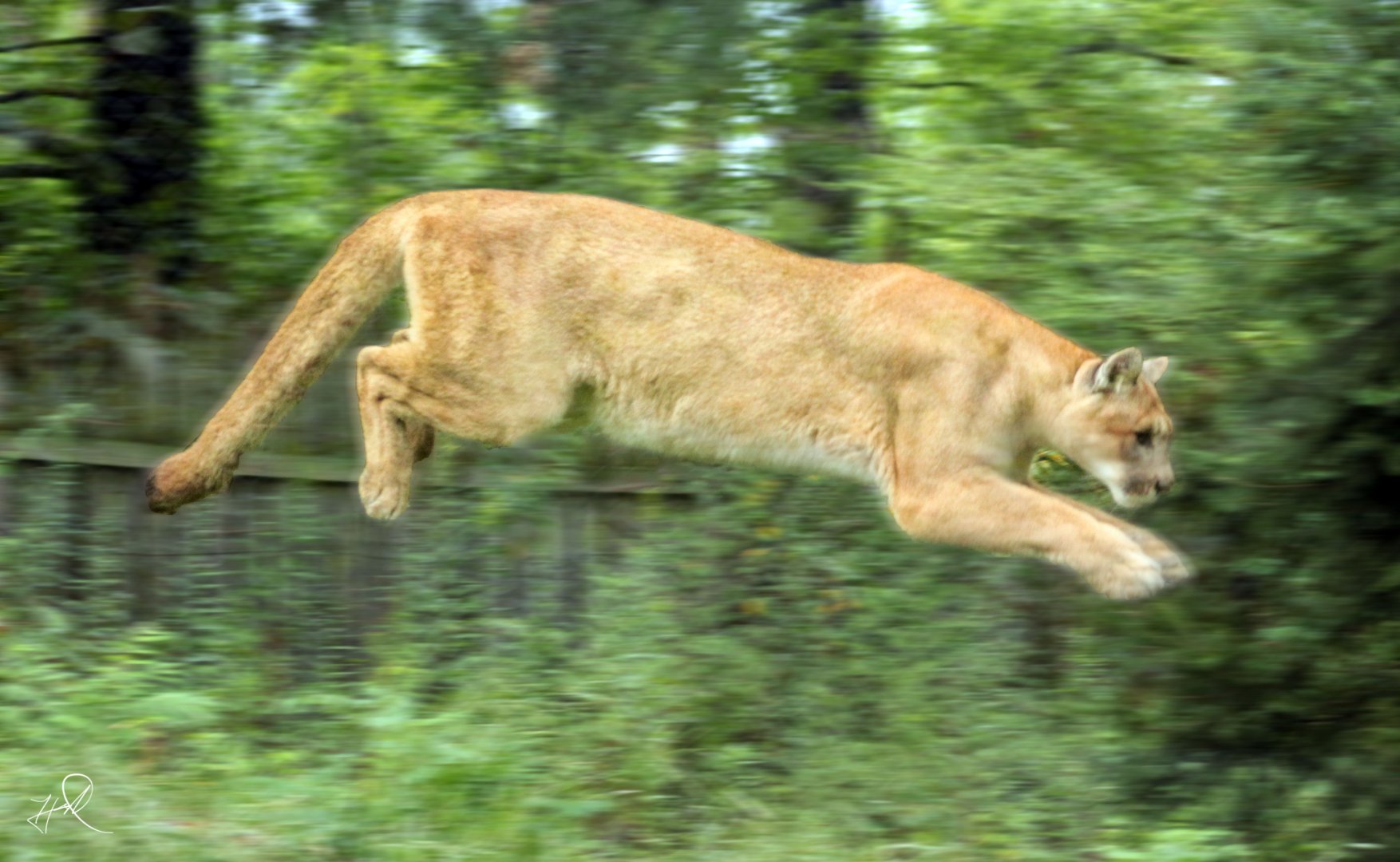 Aug. 2017 - Cat Canyon - Cougar Pounce