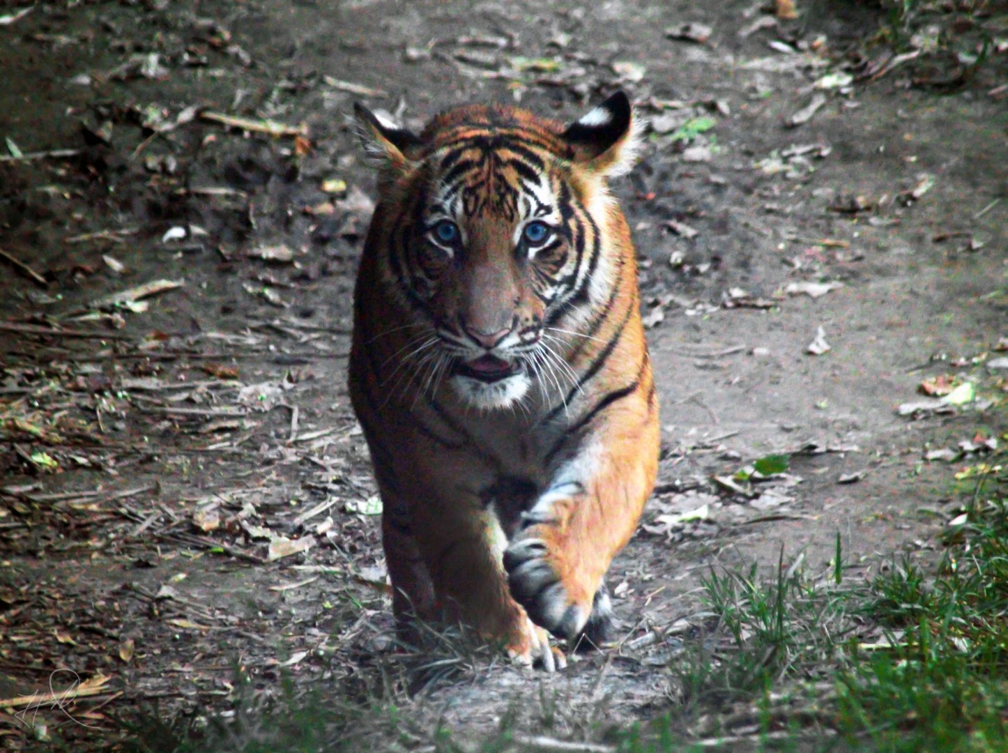 Aug. 2017 - Cat Canyon - Tiger Cub