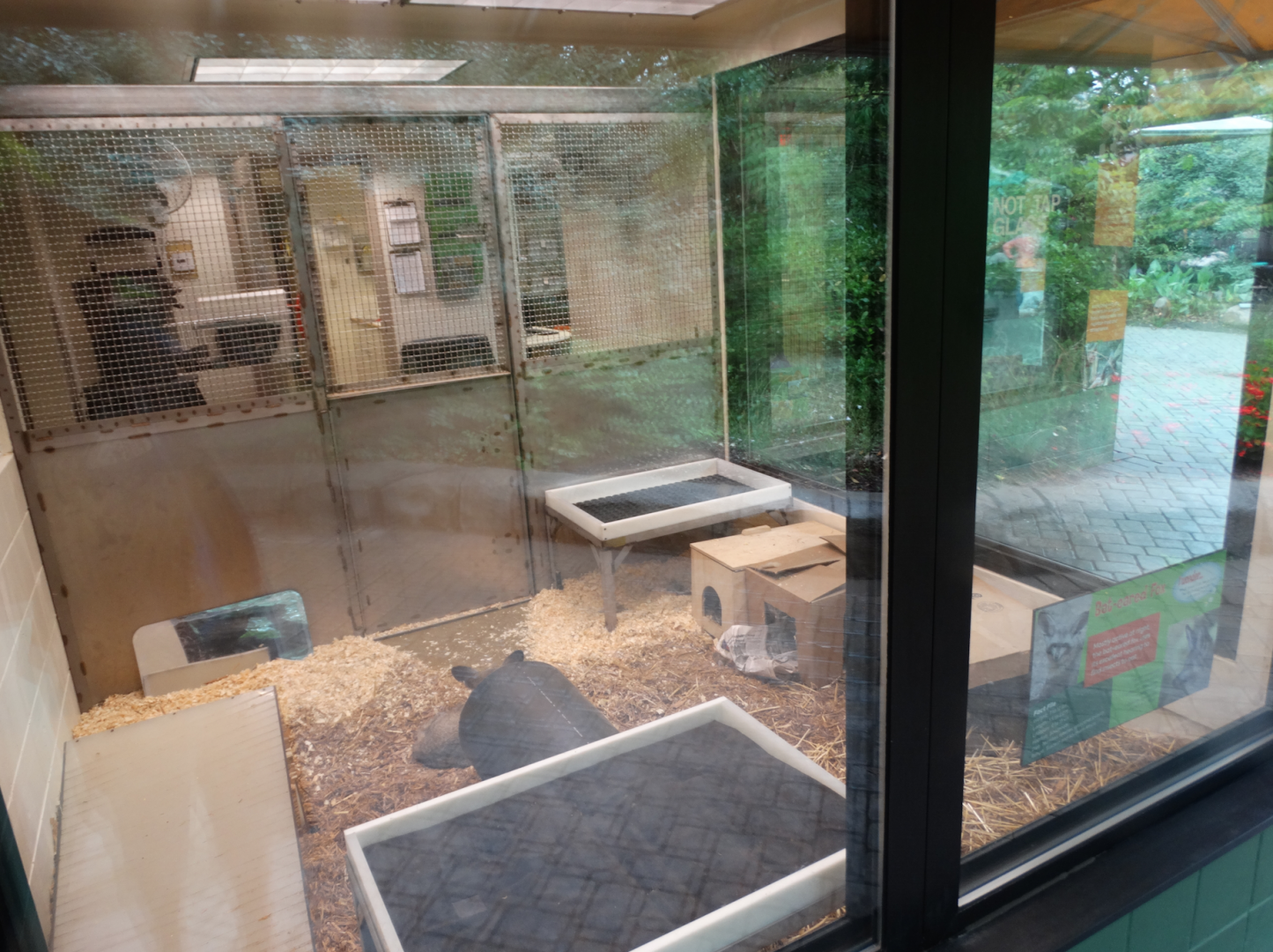 Aug. 2017 - Children's Zoo - Animal Ambassador Center - Bat-eared Fox Exhibit