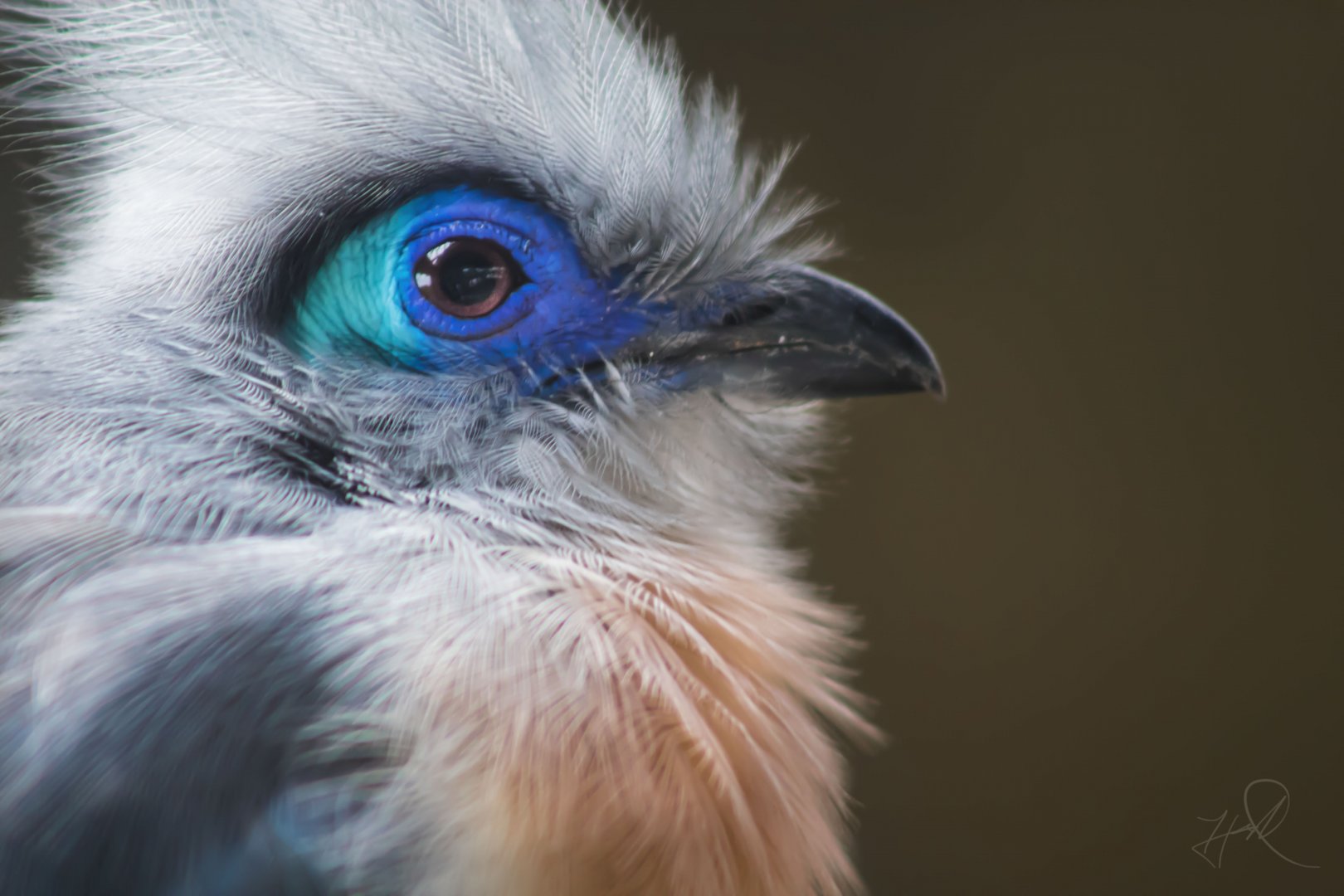 Aug. 2017 - Flights Of Fancy - A Brilliance Of Birds - Crested Coua