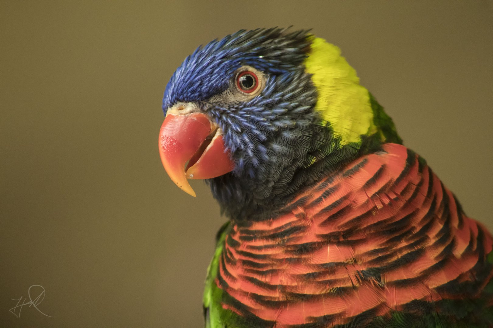 Aug. 2017 - Flights Of Fancy: A Brilliance Of Birds - Green-naped Lorikeet
